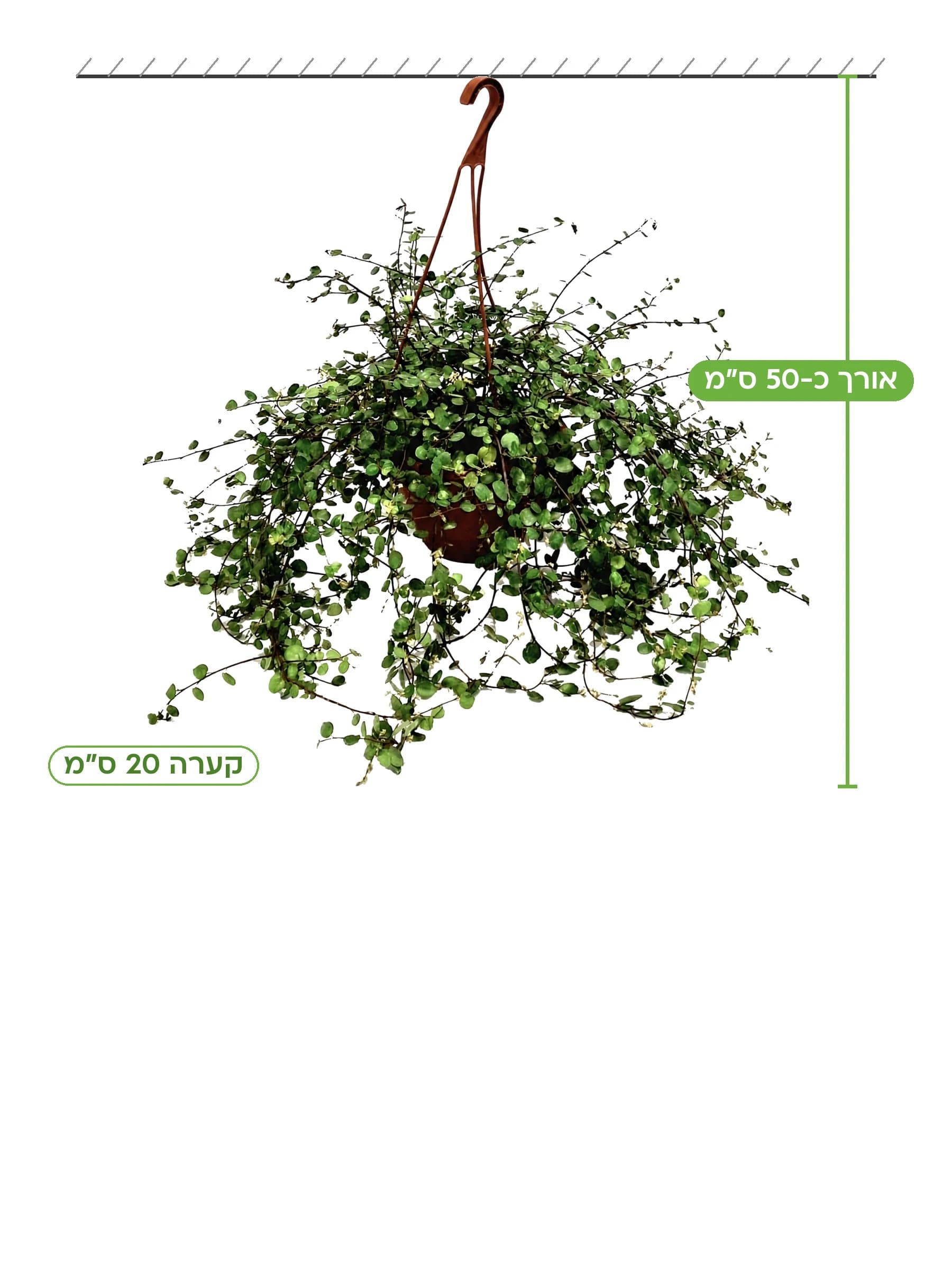 מילנבקייה תלייה קע.20 למכירה - משתלת הדר נוי, אורך כ-50 ס"מ