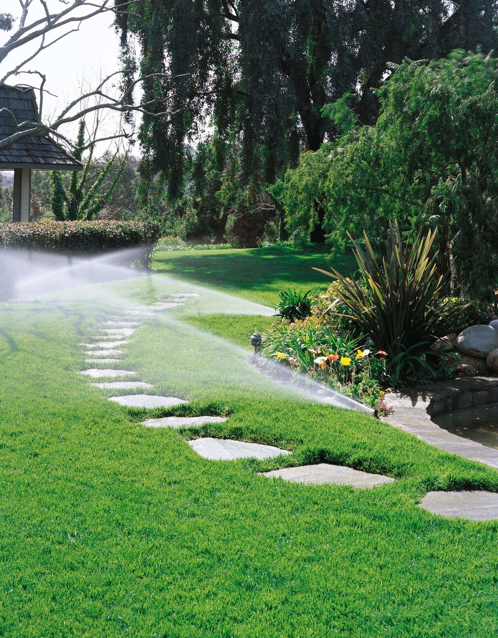 ממטירי גיחה פועלים ומשקים מדשאה ירוקה לצד שביל מרצפות אבן בגינה מטופחת - משתלות הדר נוי