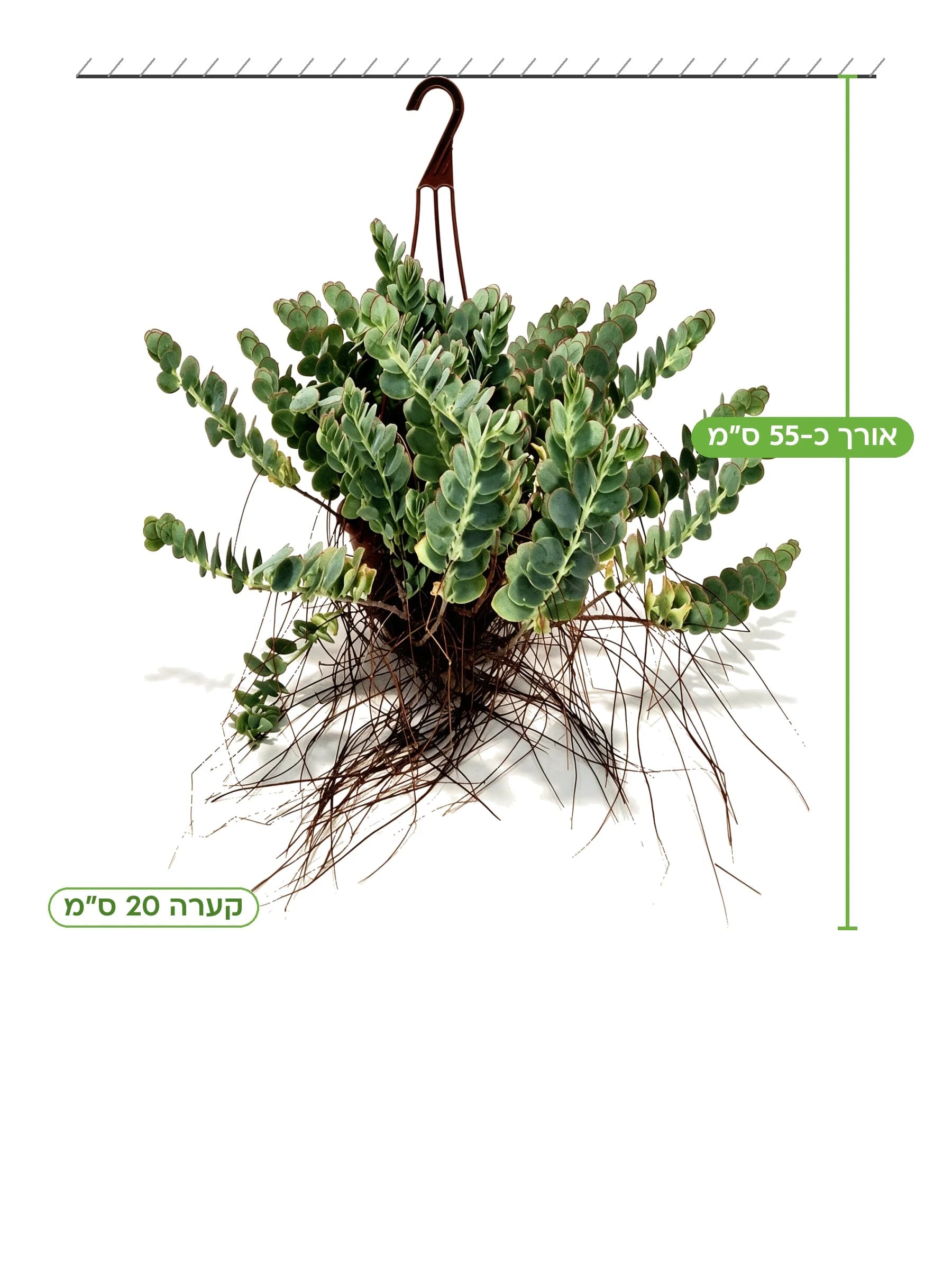 ניצנית מריניאנה קע.20 למכירה - משתלת הדר נוי, אורך כ-55 ס"מ