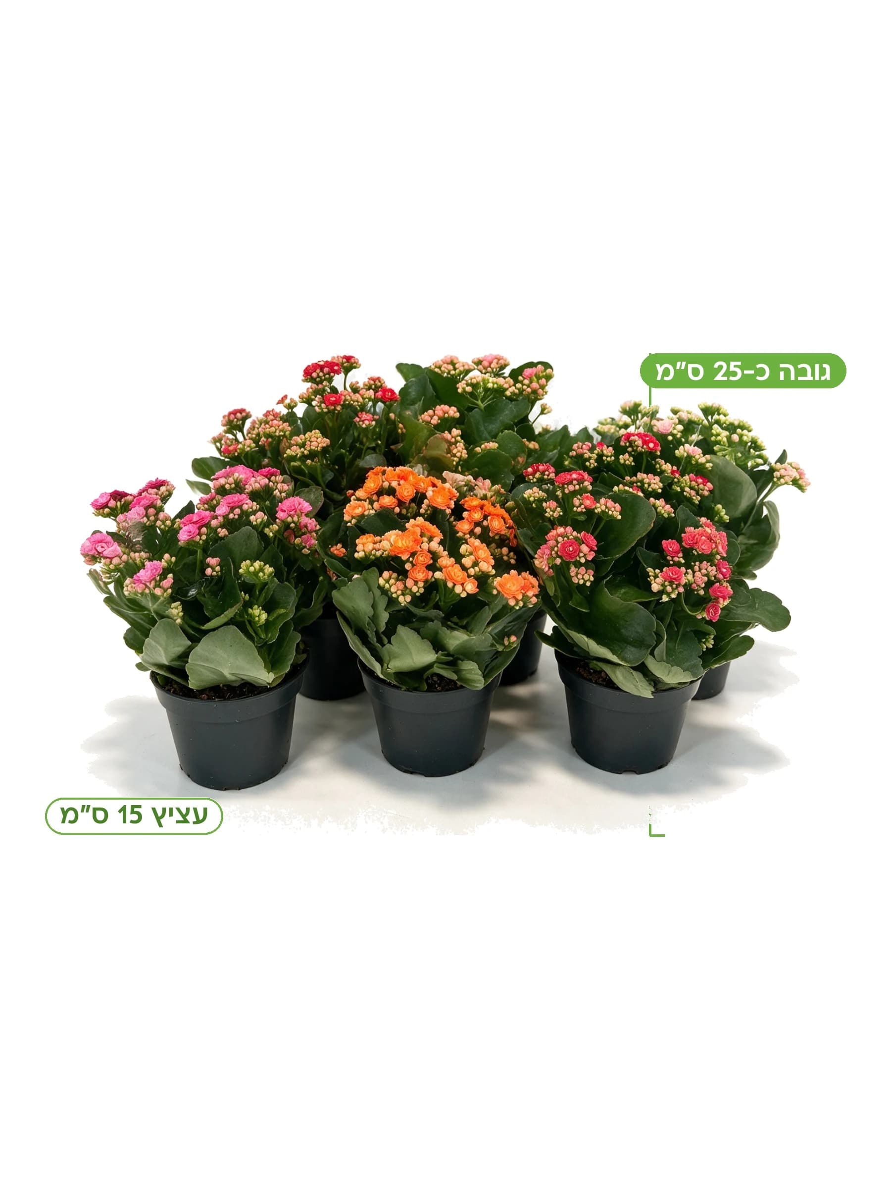 ניצנית קלנדיבה עצ.15, גובה כ-25 ס"מ