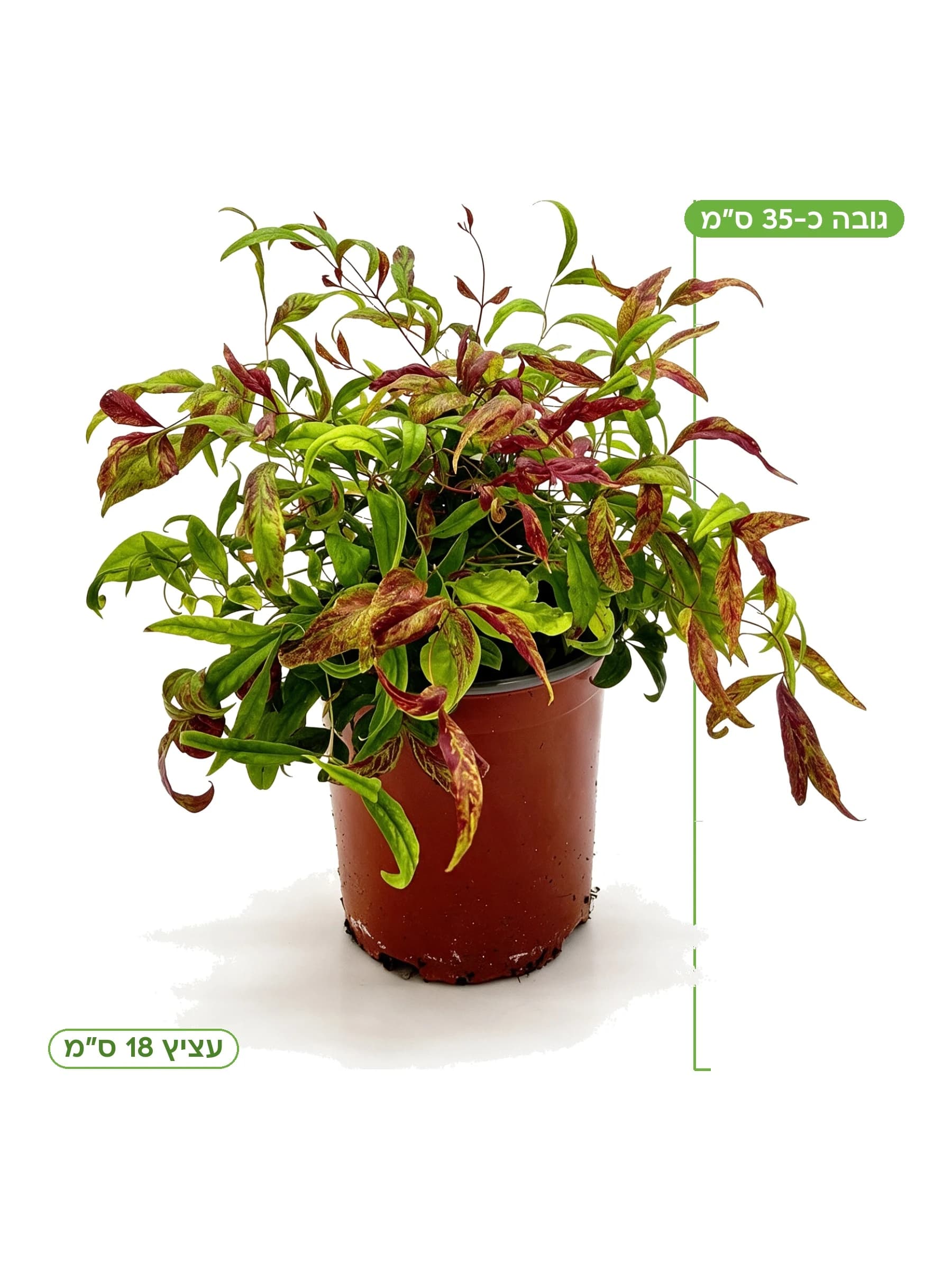 ננדינה קומפקטית עצ.18, גובה כ-35 ס"מ