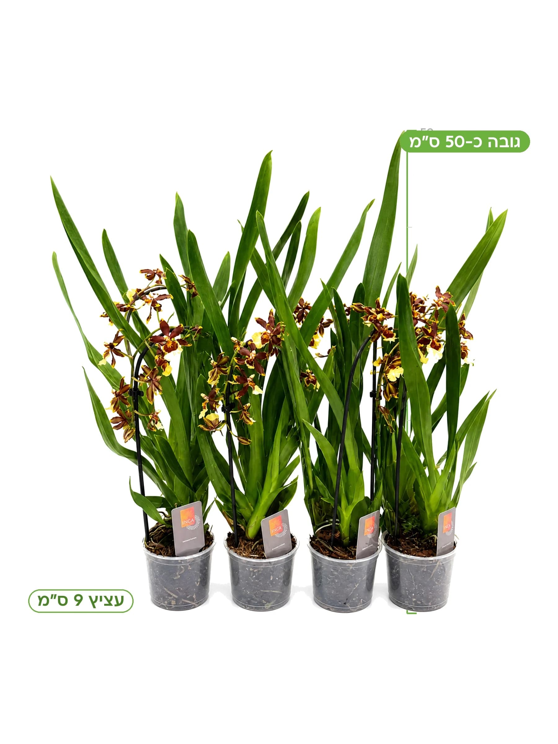 סחלב קמבריה על קשת עצ.9 למכירה - משתלת הדר נוי, גובה כ-50 ס"מ