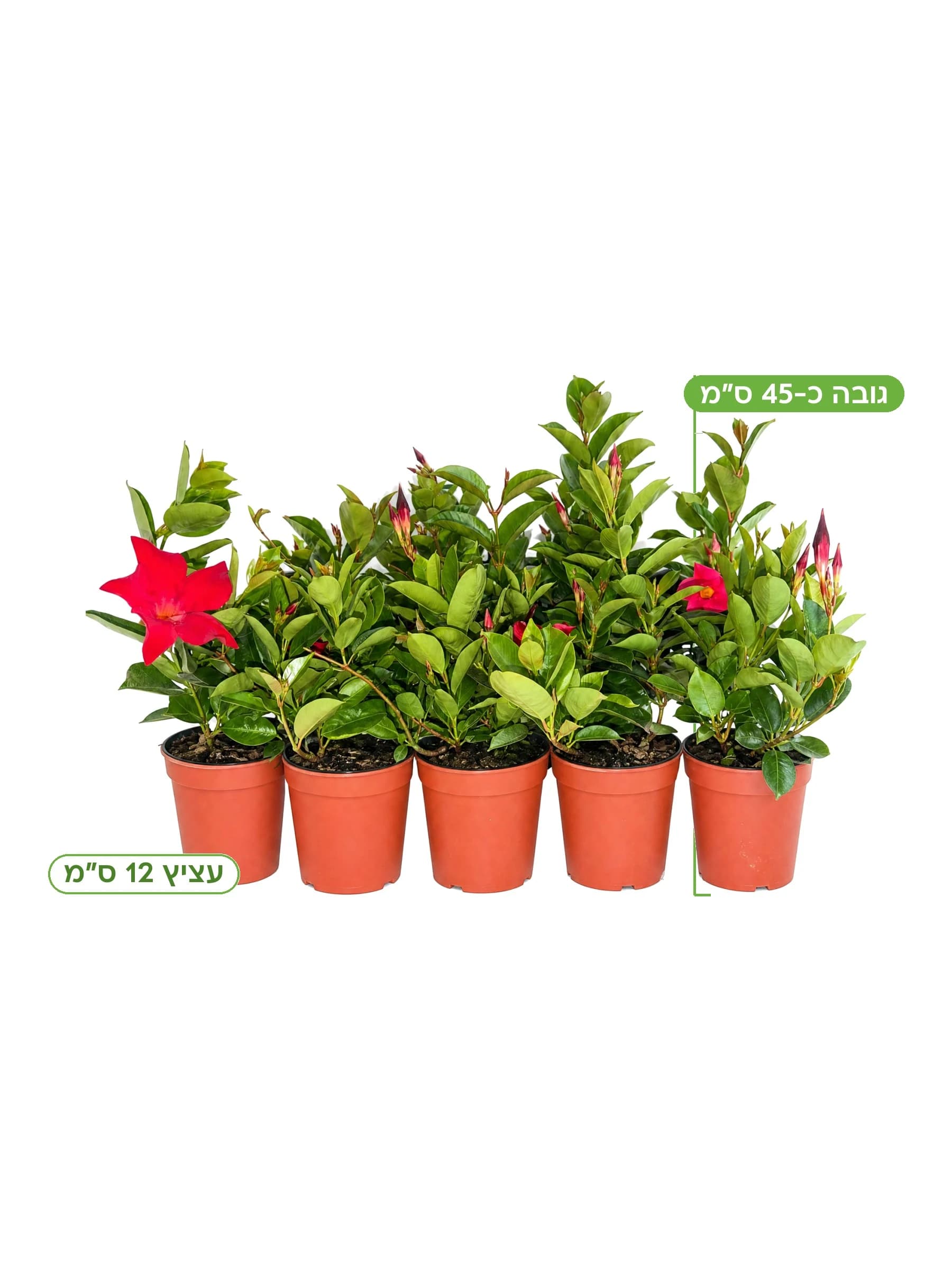 סנדביליה (מנדוילה) עצ.12 למכירה - משתלת הדר נוי, גובה כ-45 ס"מ