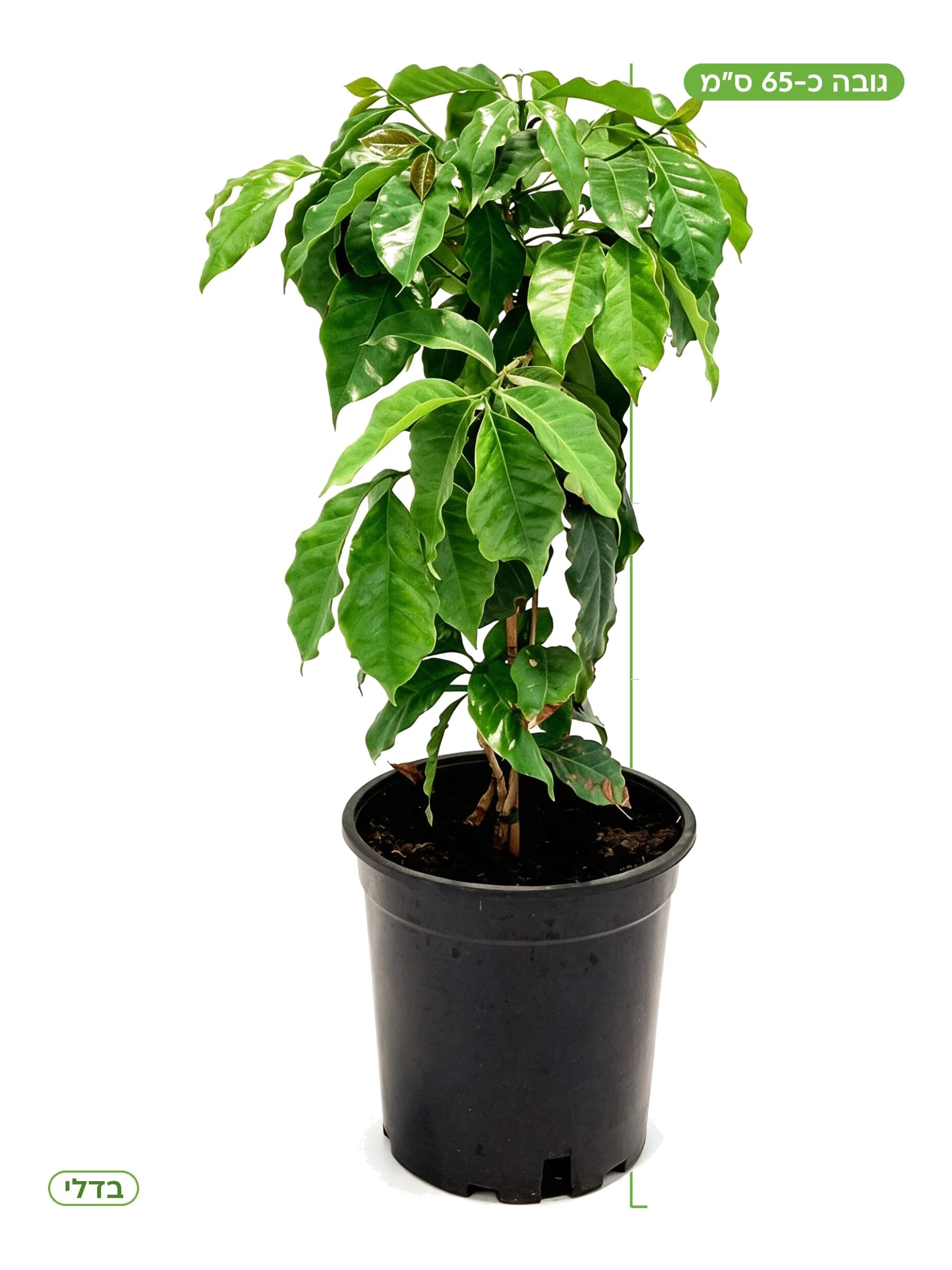 עץ קפה (Coffea) בדלי למכירה - משתלת הדר נוי, גובה כ-65 ס"מ