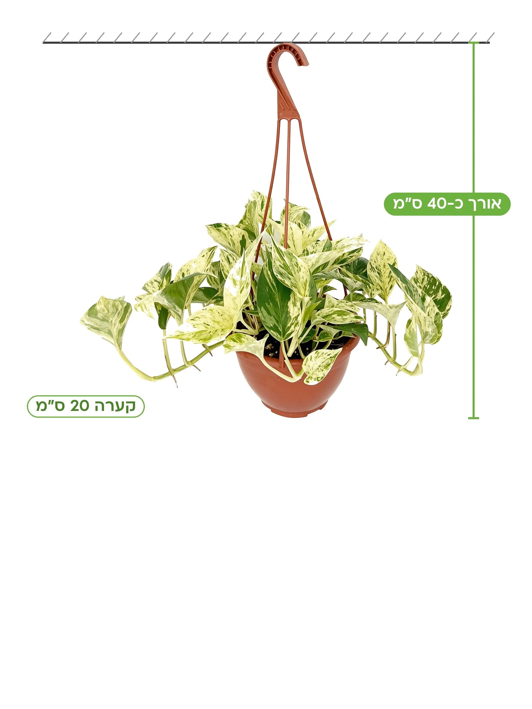 פוטוס מגוון שיש קע.20 למכירה - משתלת הדר נוי, אורך כ-40 ס"מ