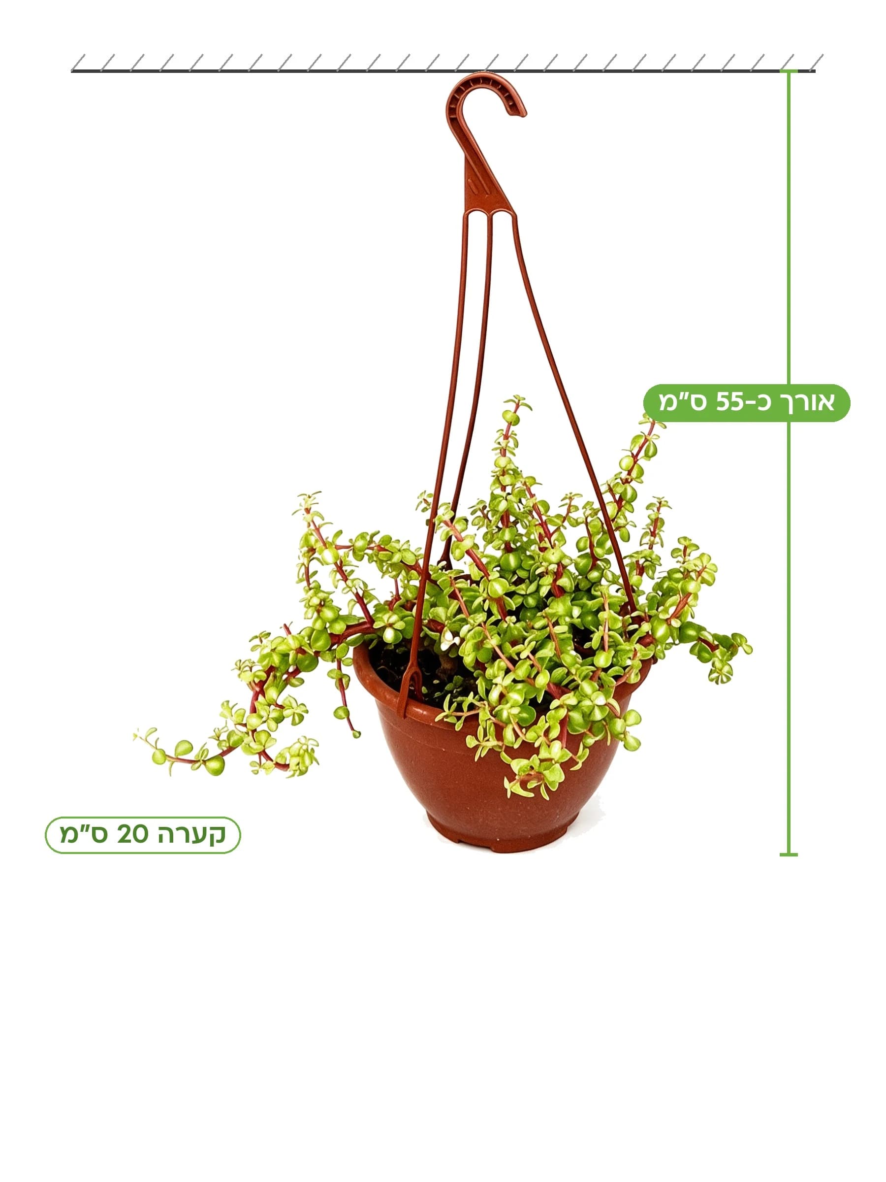פורטולקריה מגוונת קע.20 למכירה - משתלת הדר נוי, אורך כ-55 ס"מ