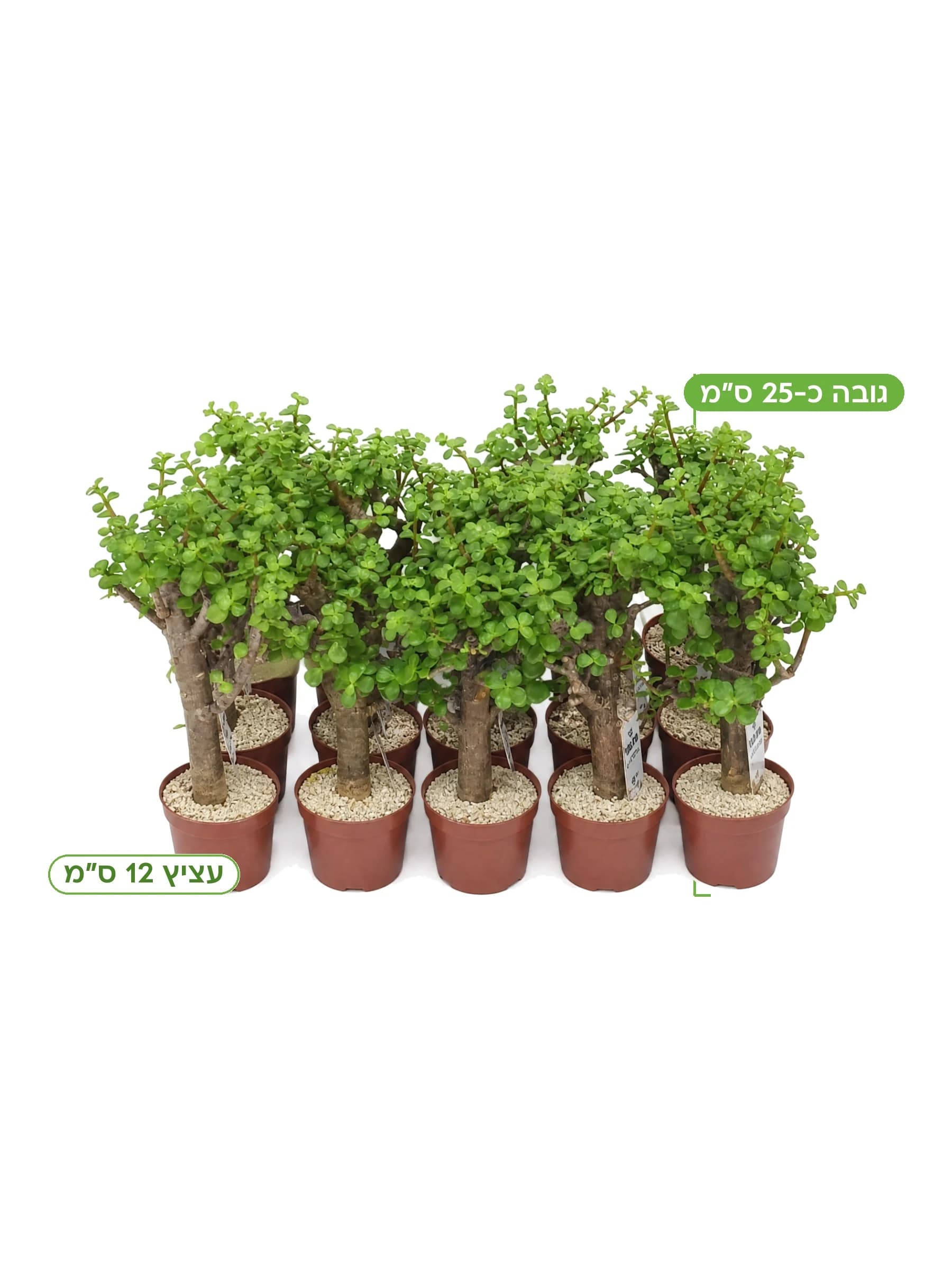 פורטולקריה 'עץ הכסף' עצ.12, גובה כ-25 ס"מ