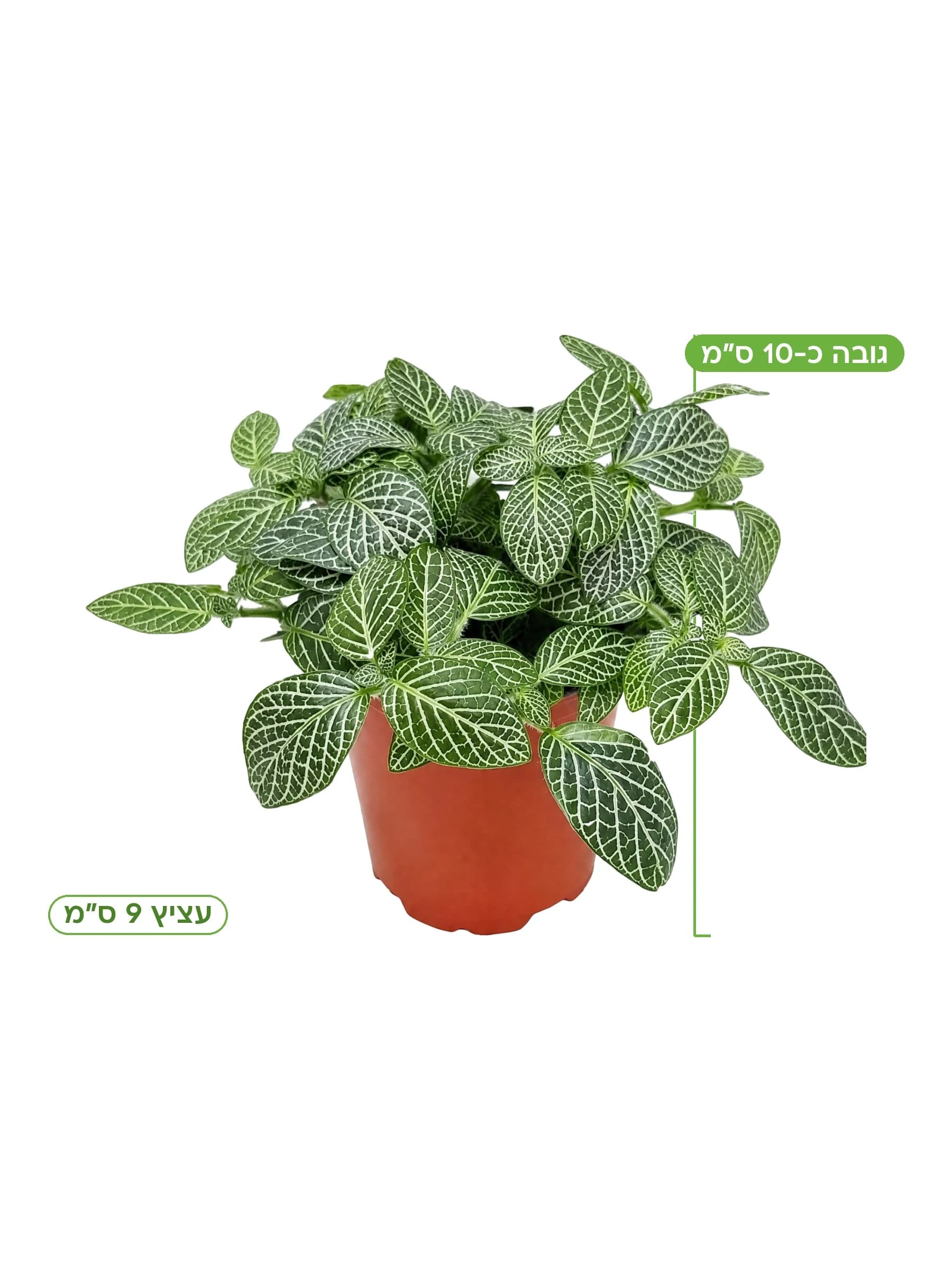 פיטוניה לבנה עצ.9, גובה כ-10 ס"מ