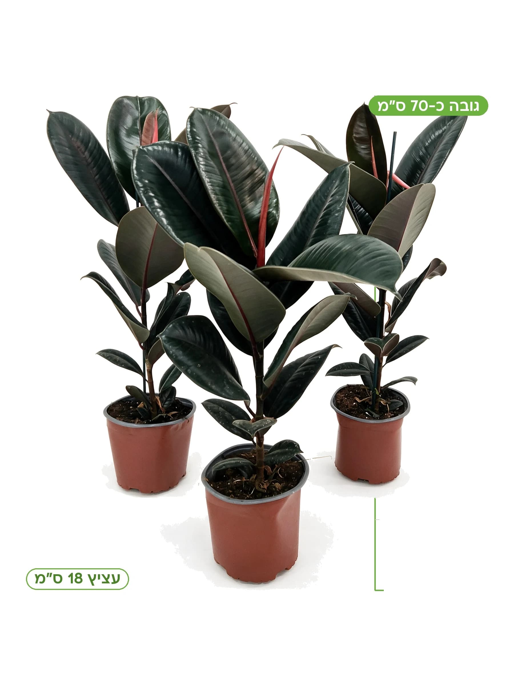 פיקוס גומי שחור (רבר) עצ.18, גובה כ-70 ס"מ