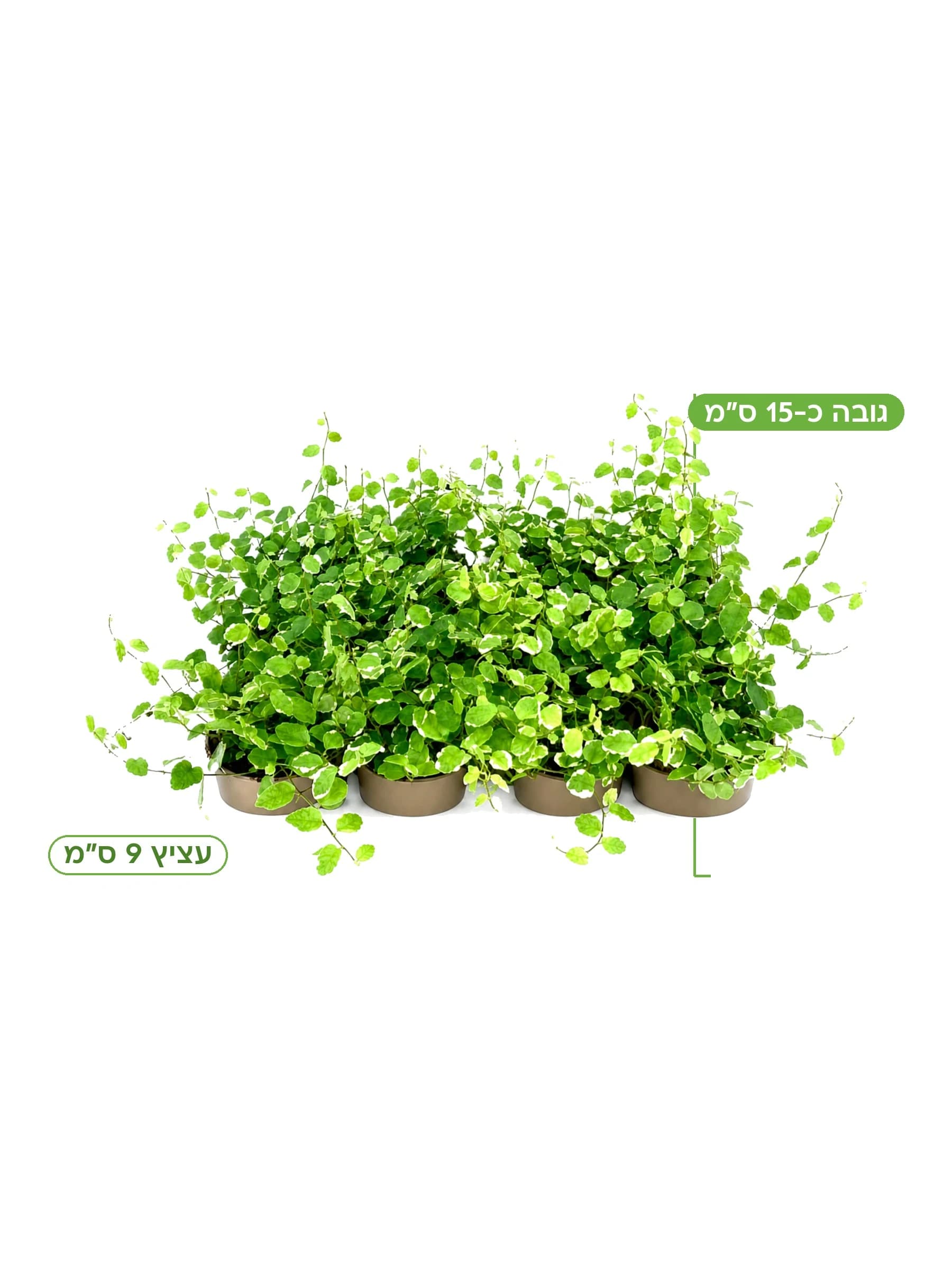 פיקוס פומילה מגוון (קיסוס פיקוס) עצ.9 למכירה - משתלת הדר נוי, גובה כ-15 ס"מ