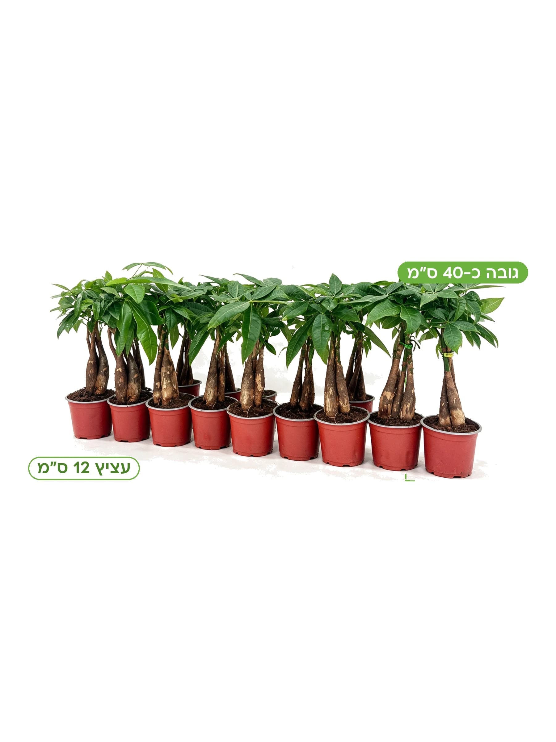 פכירה 'אקווטיקה' צמה עצ.12 למכירה - משתלת הדר נוי, גובה כ-40 ס"מ