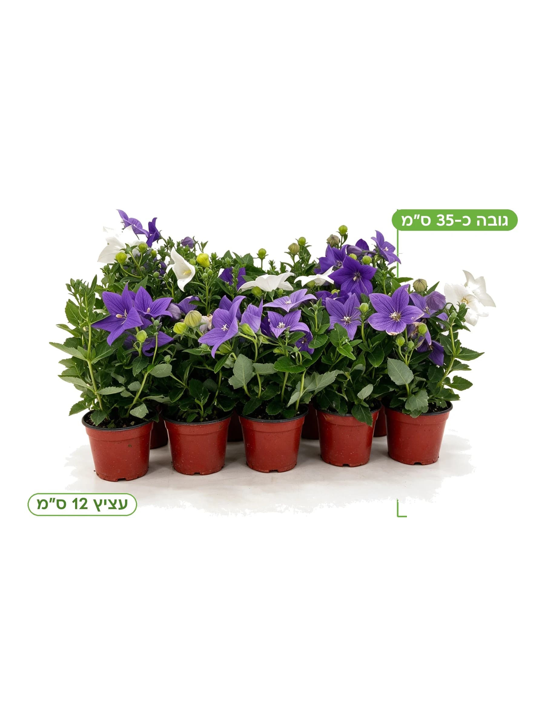 פלטיקודון (פרח הבלון) עצ.12 למכירה - משתלת הדר נוי, גובה כ-35 ס"מ
