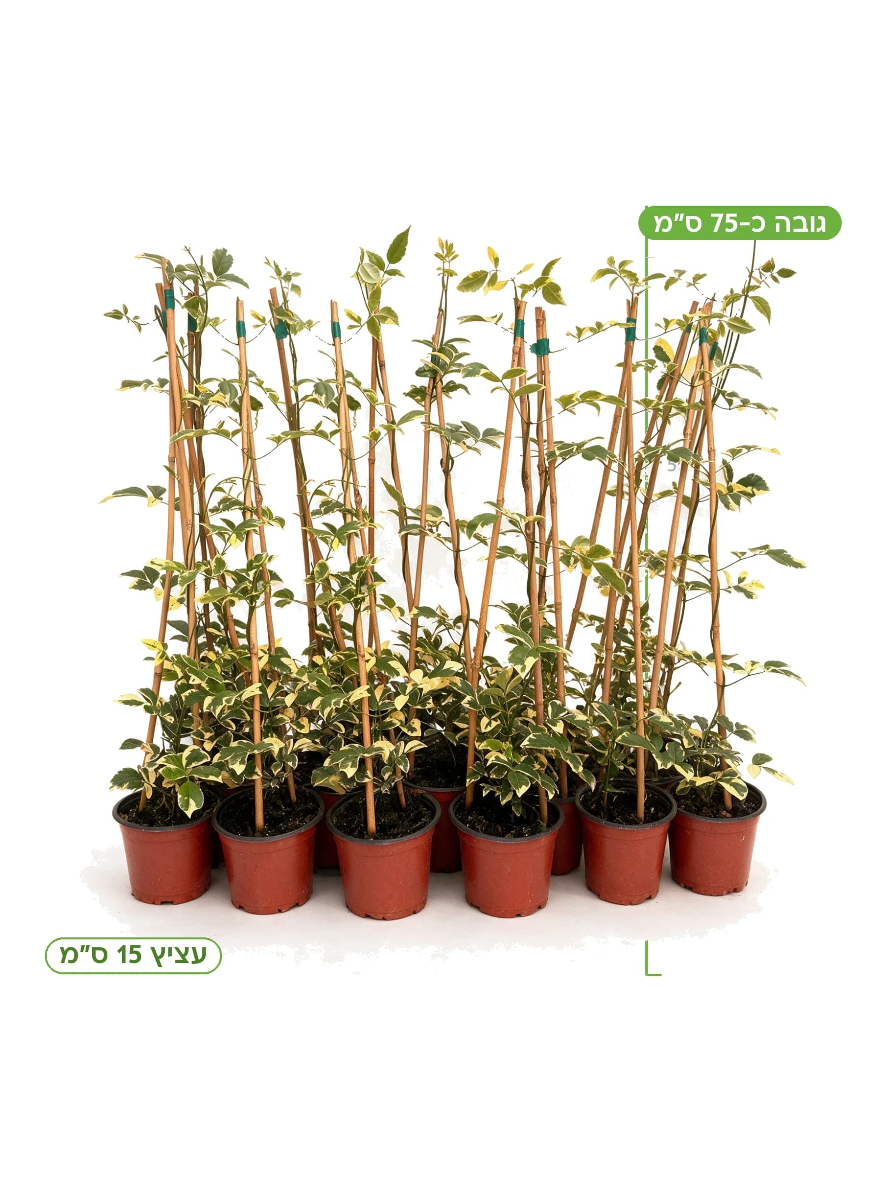 פנדוראה מגוונת עצ.15 למכירה - משתלת הדר נוי, גובה כ-75 ס"מ