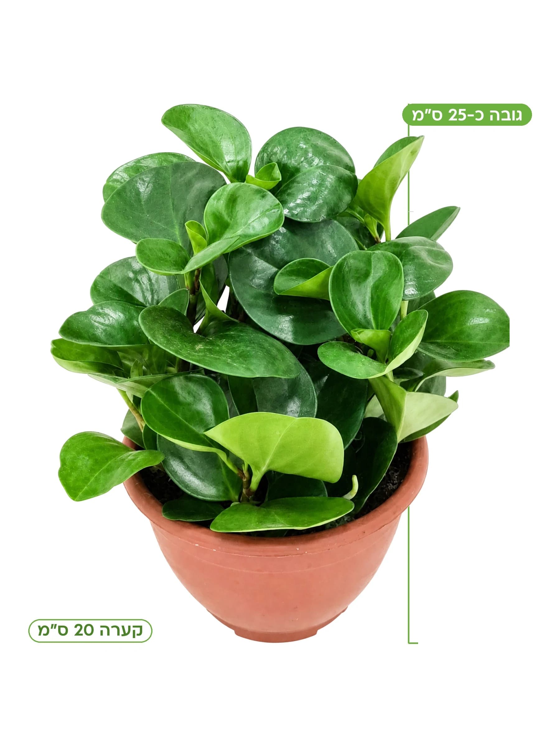 פפרומיה מגנוליה ירוקה קע.20 למכירה - משתלת הדר נוי, גובה כ-25 ס"מ