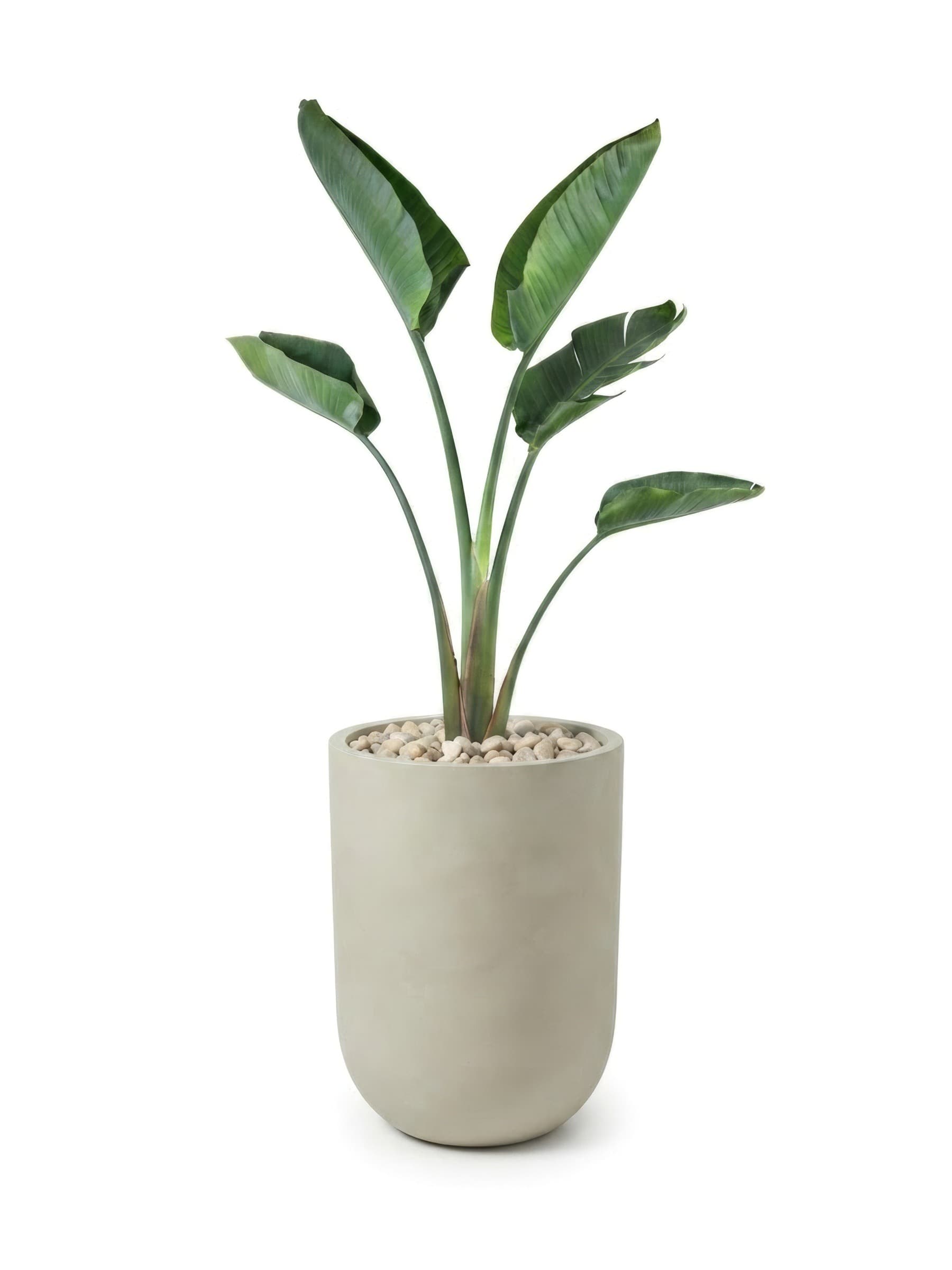 ציפור גן עדן ניקולאי בכד VasArt Deco גבוה בגוון קרם, קוטר 50 וגובה 80 סנטימטר, על חלוקי נחל בהירים, צילום סטודיו