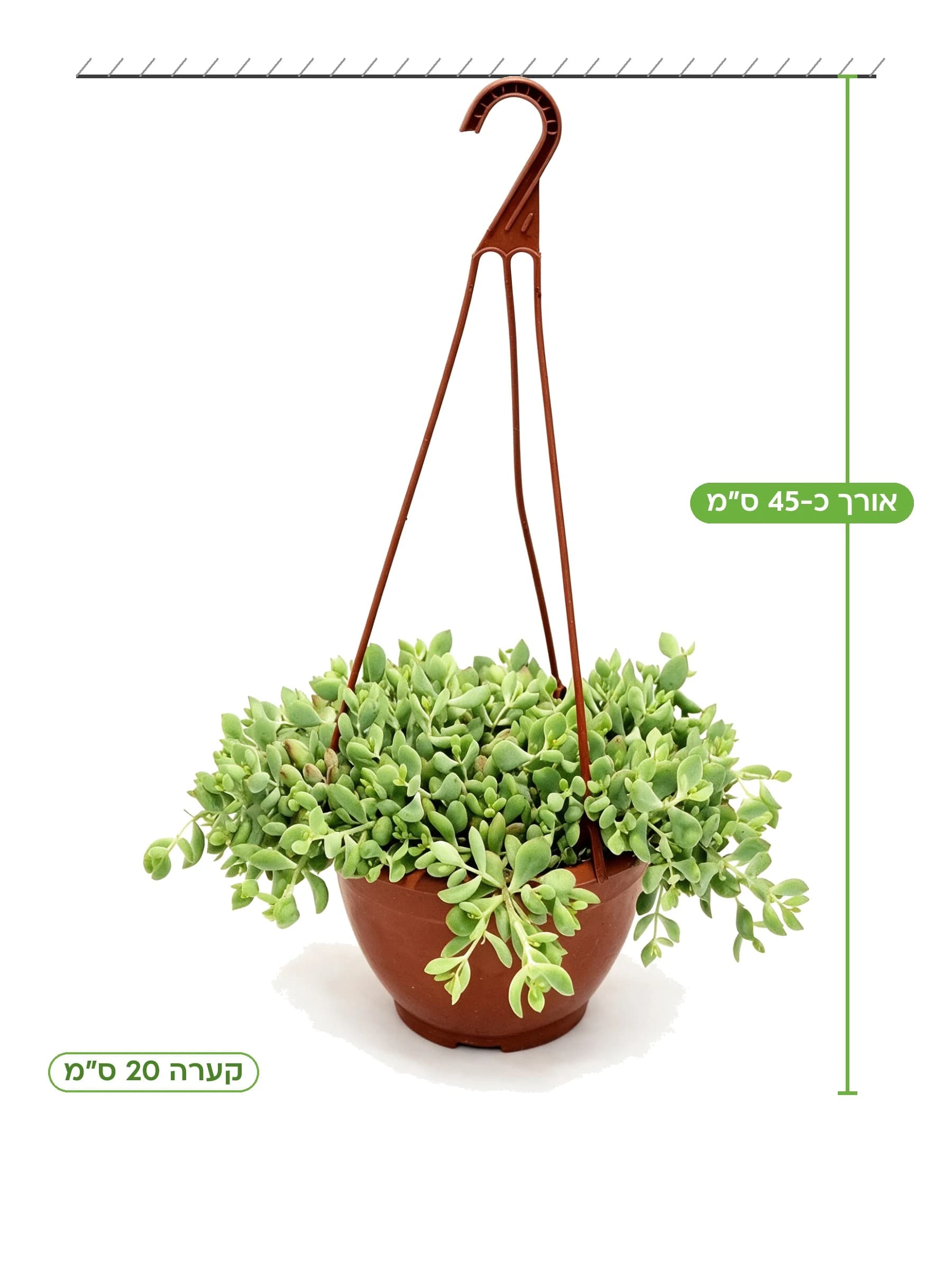 קוטילדון (אוזן חזיר) קע.20 למכירה - משתלת הדר נוי, אורך כ-45 ס"מ