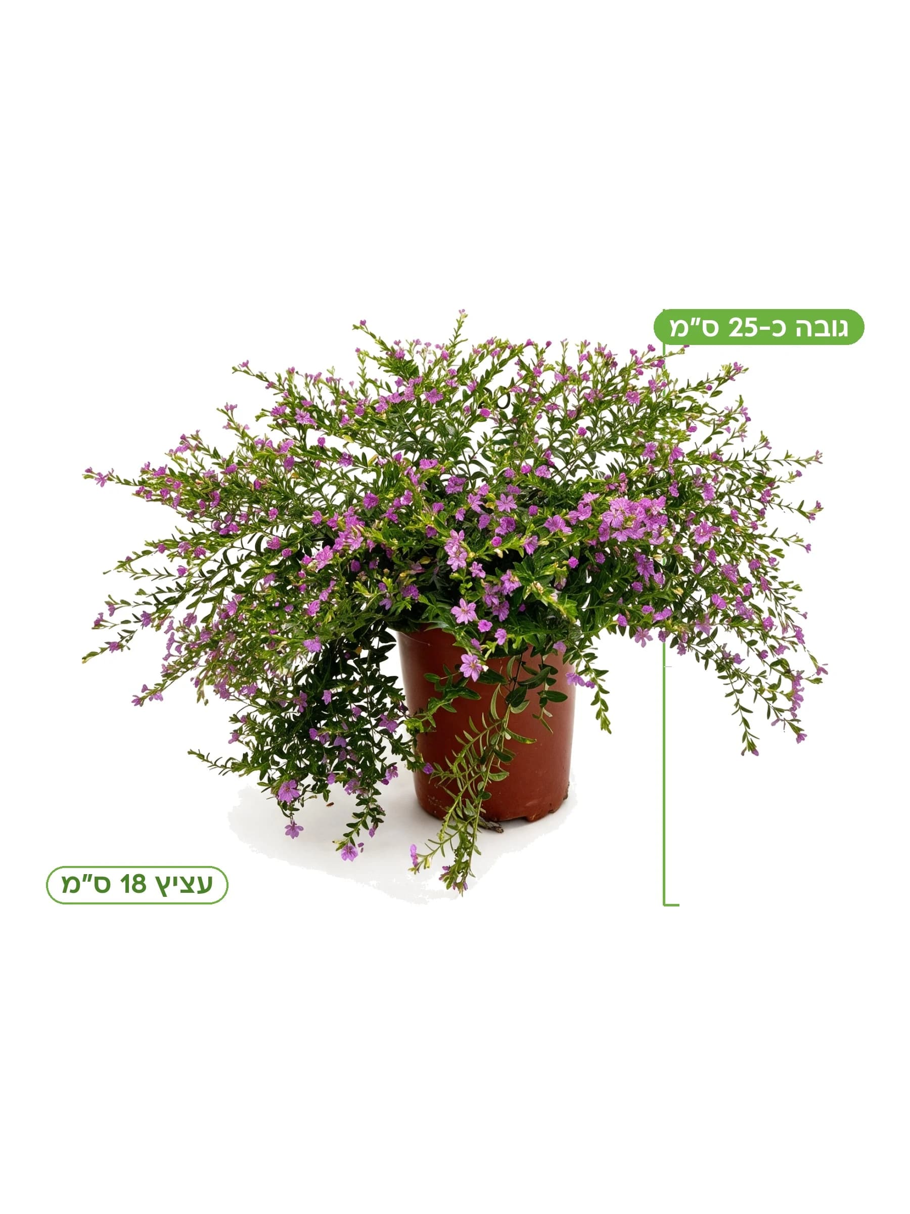 קופאה גרנדיפלורה (ורוד כהה) עצ.18 למכירה - משתלת הדר נוי, גובה כ-25 ס"מ
