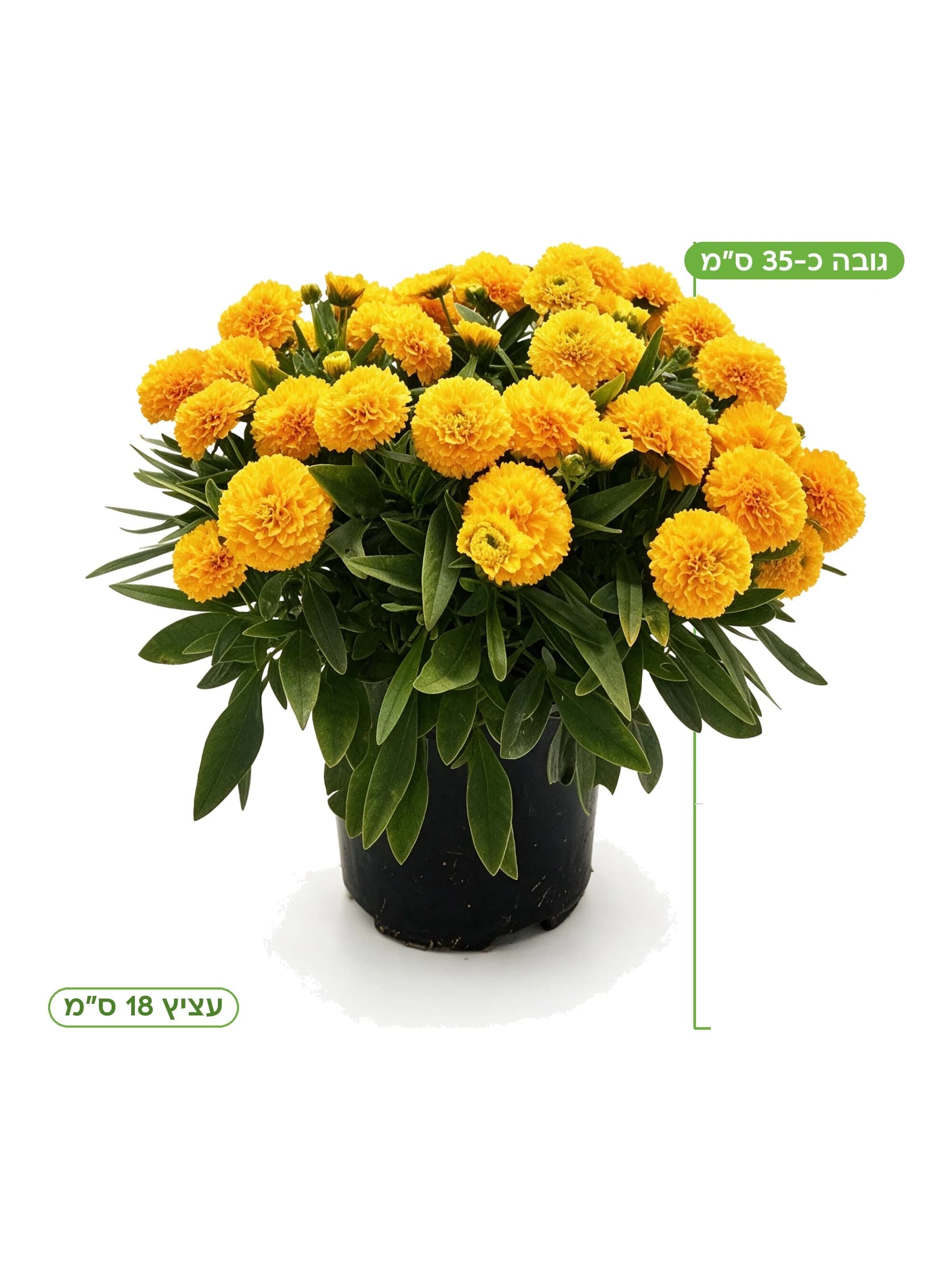 קוראופסיס מיקס עצ.18 בצבע כתום כפול, גובה כ-35 ס"מ - משתלת הדר נוי