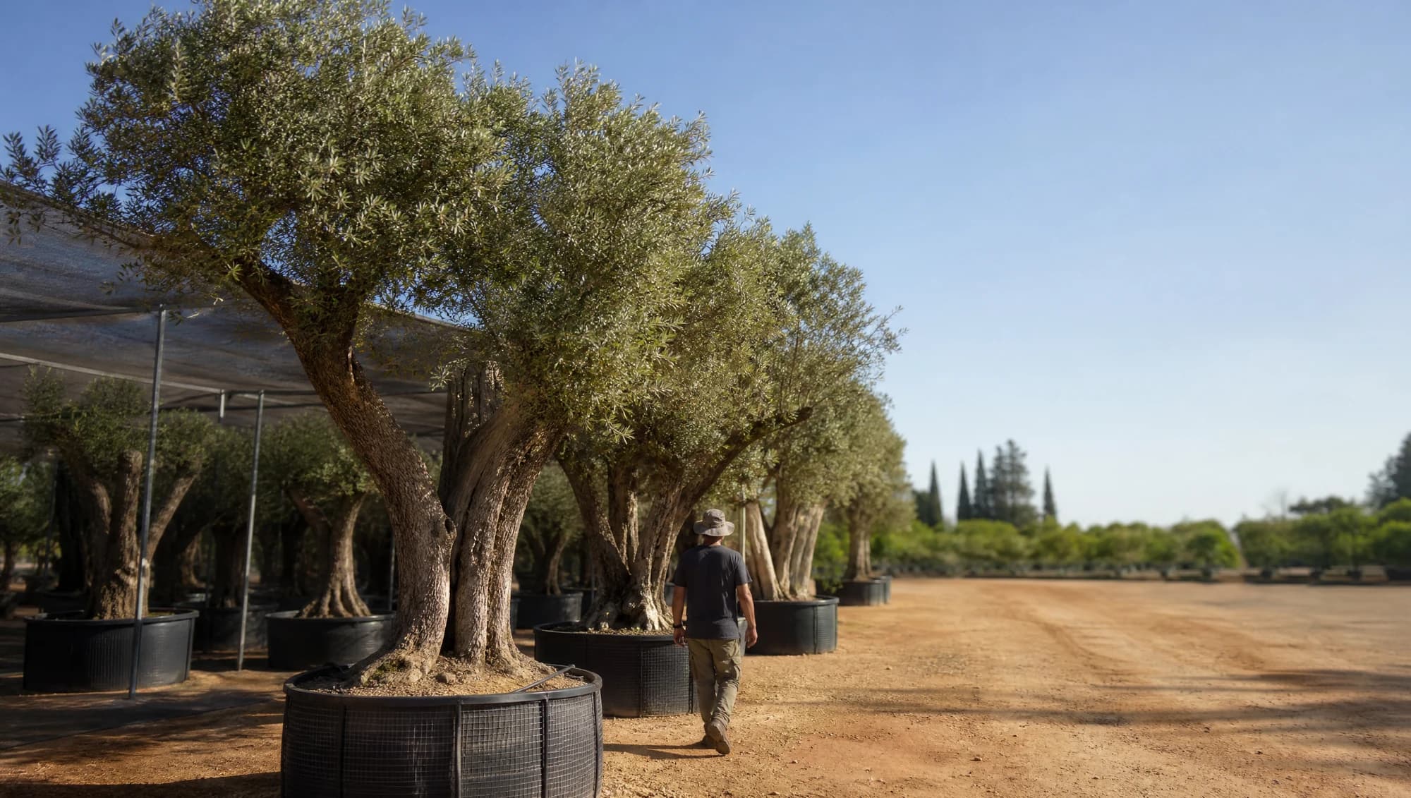 עצים בוגרים למכירה, משתלות הדר נוי