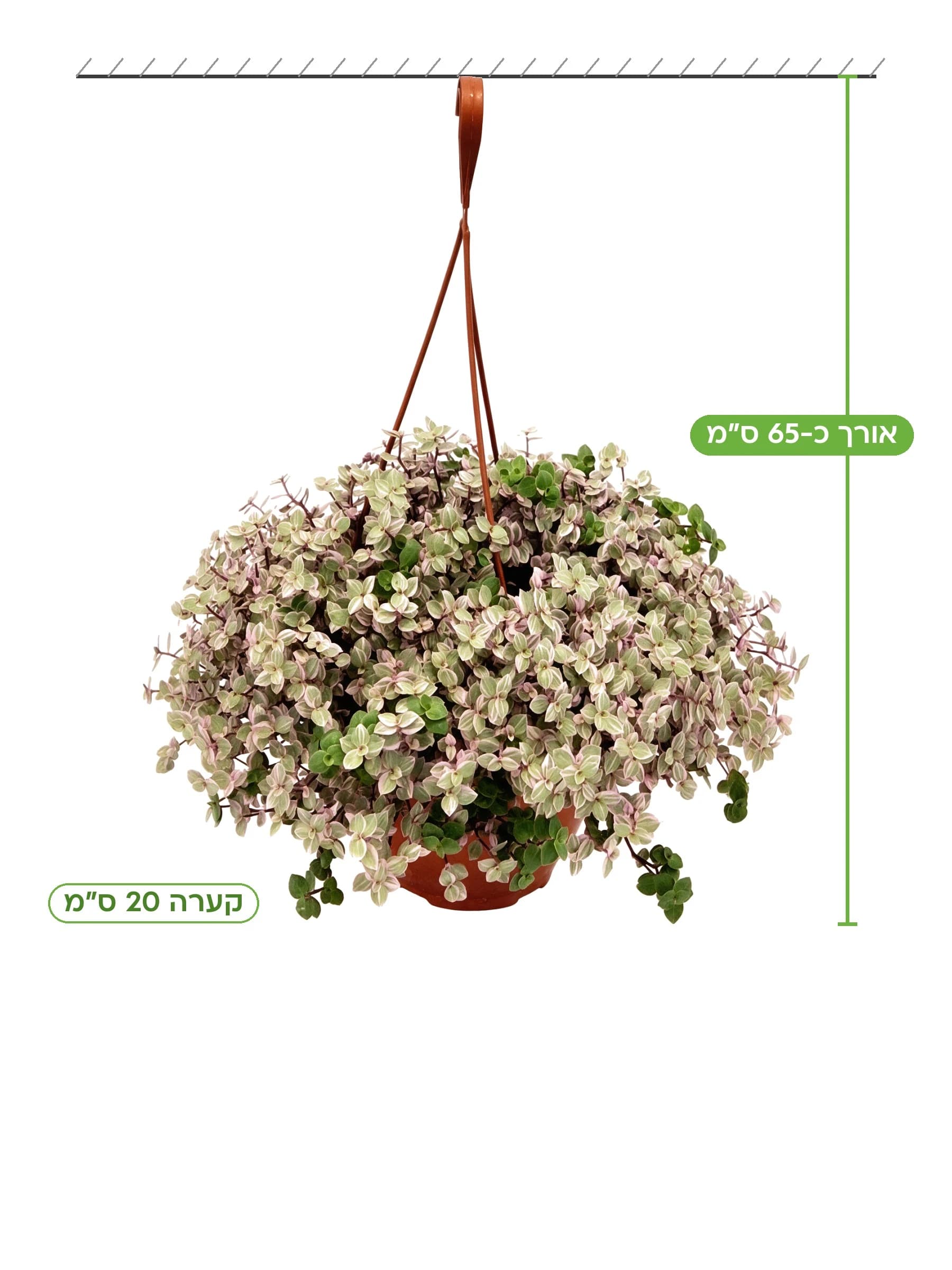 קליסיה ורודה קע.20 למכירה - משתלת הדר נוי, אורך כ-65 ס"מ