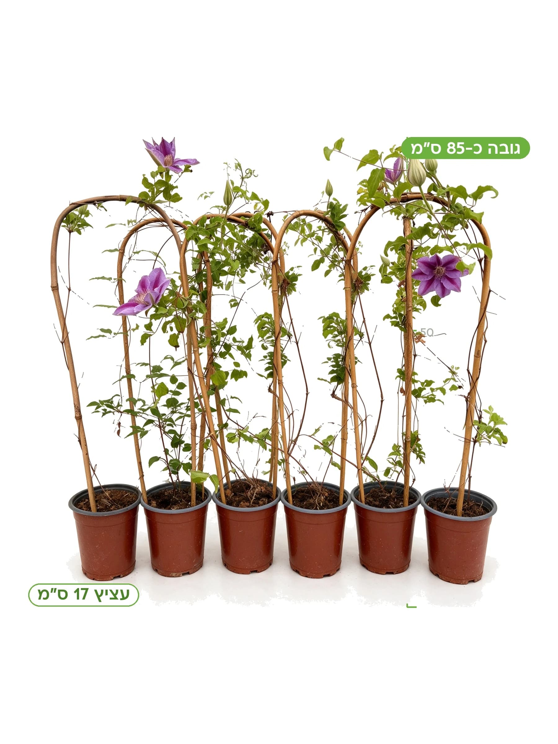 קלמטיס על קשת עצ.17 למכירה - משתלת הדר נוי, גובה כ-85 ס"מ