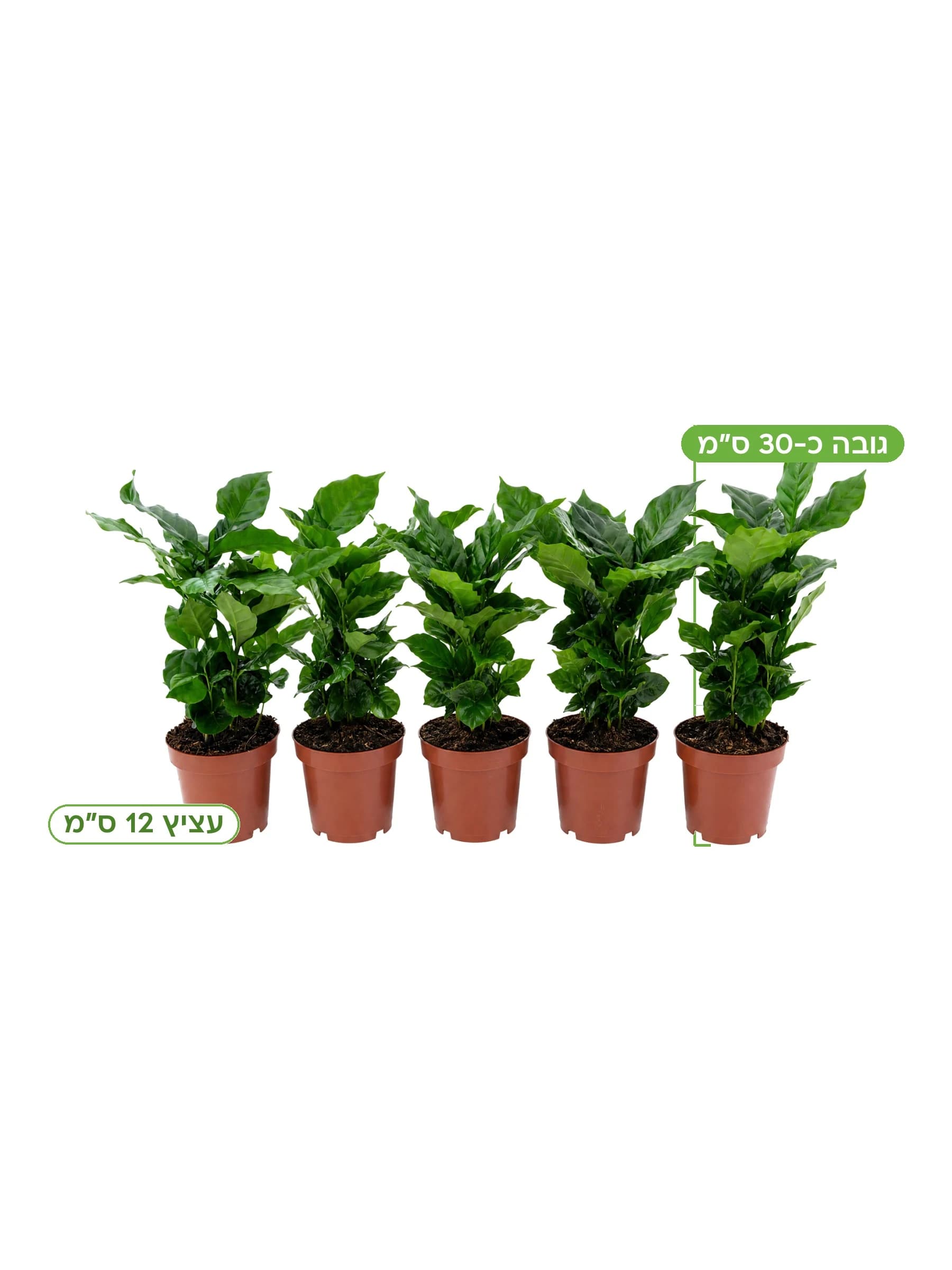 קפה ערביקה (Coffea) עצ.12 למכירה - משתלת הדר נוי, גובה כ-30 ס"מ