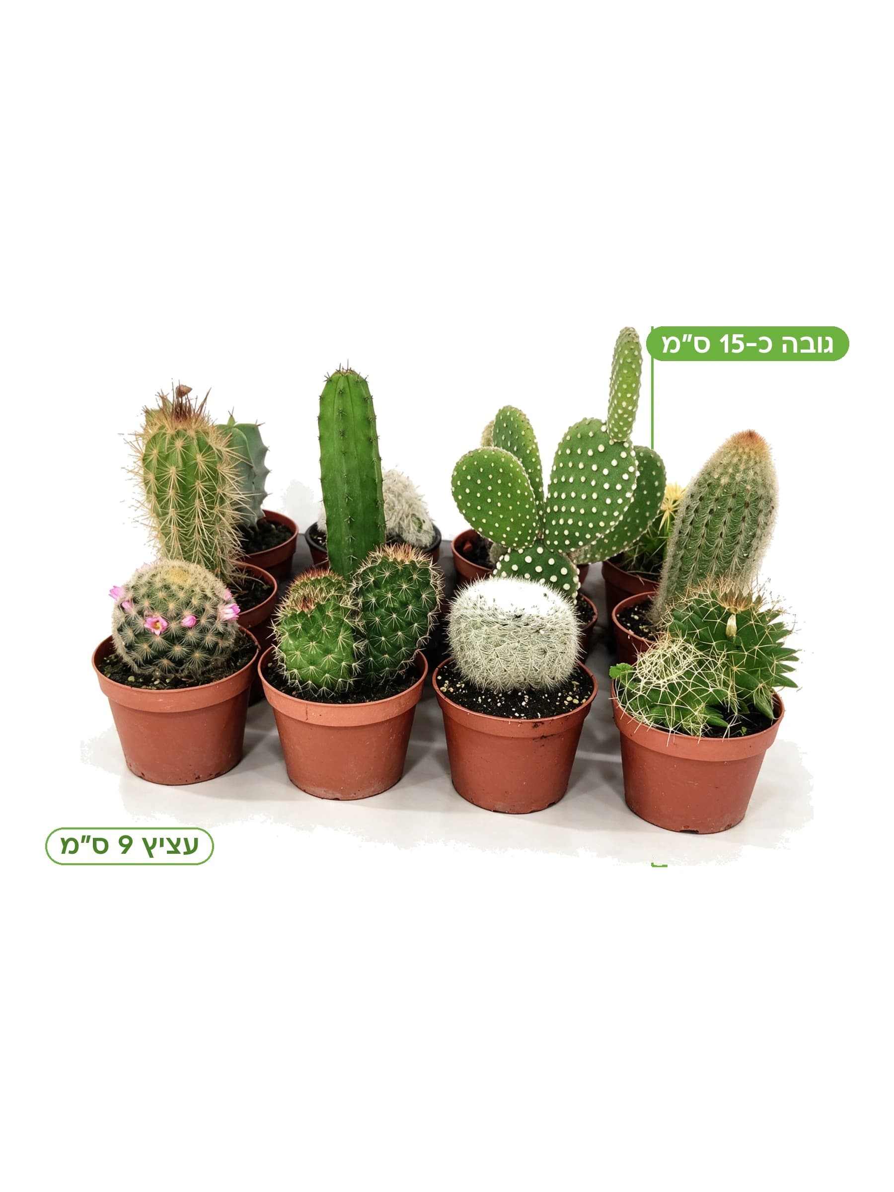 קקטוס מיקס עצ.9, גובה כ-15 ס"מ