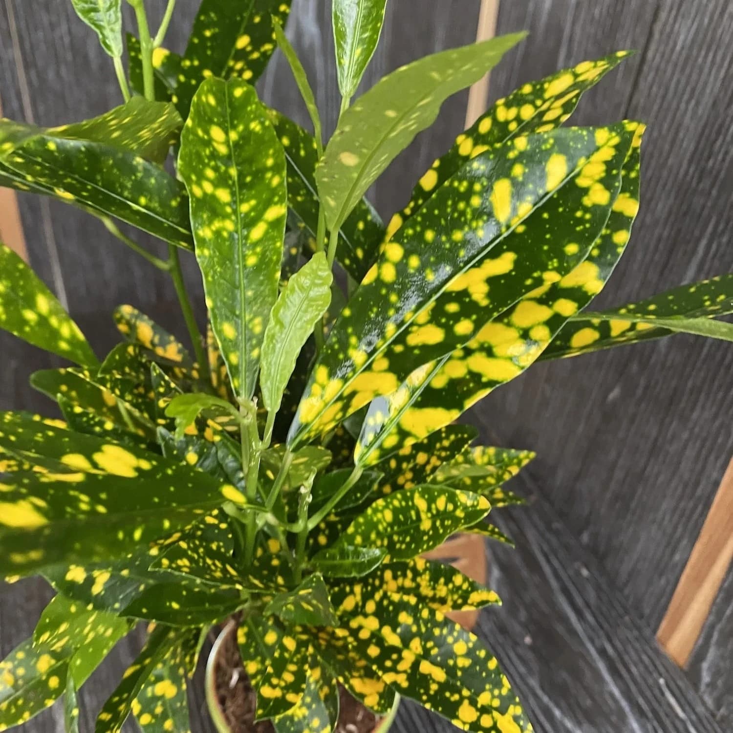 קרוטון מיני מנוקד (codiaeum variegatum) — תקריב עלווה ירוקה מנומרת בצהוב, משתלת הדר נוי