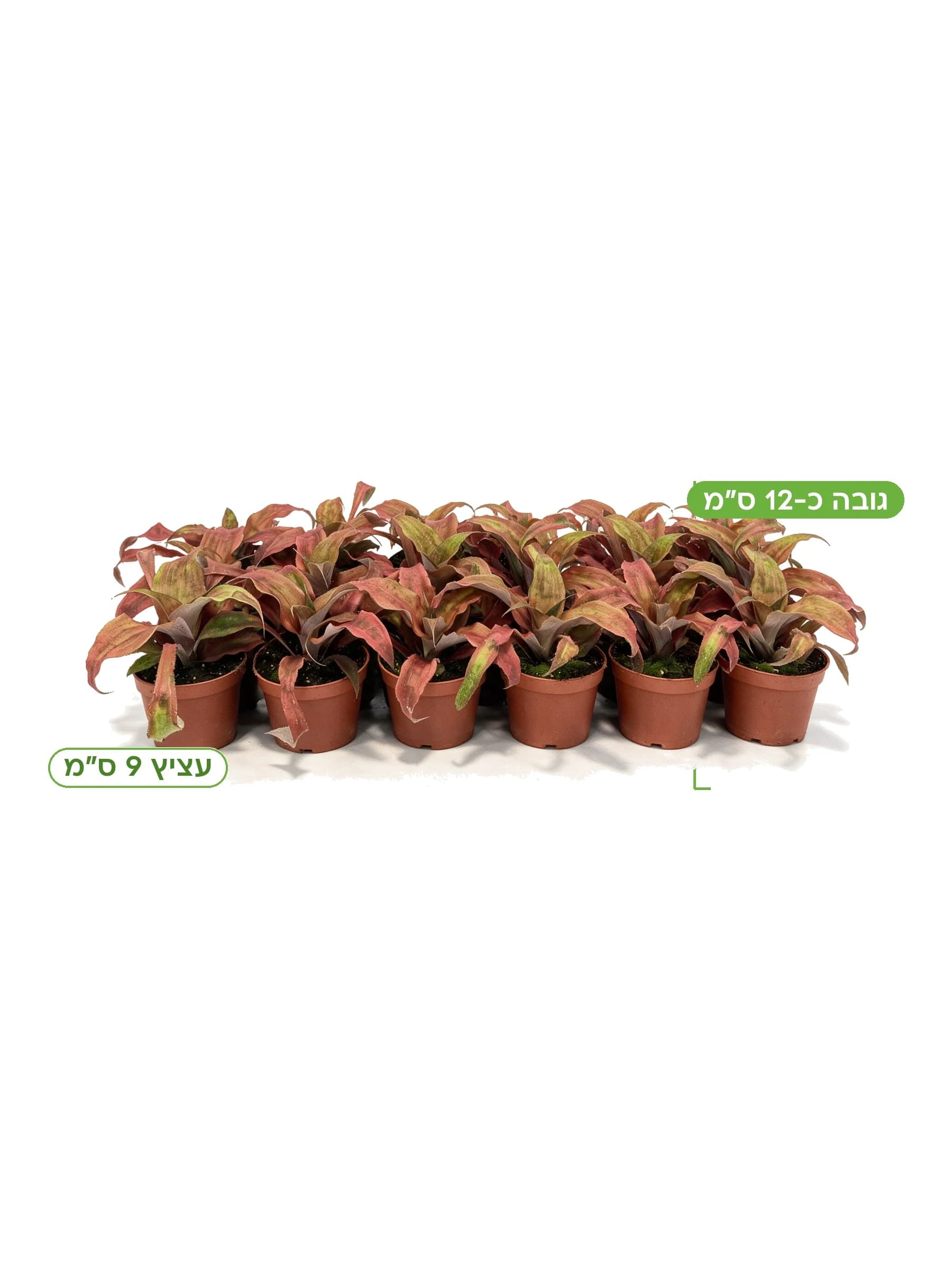 קריפטנטוס 'ביוו' (כוכב הארץ) עצ.9 למכירה - משתלת הדר נוי, גובה כ-12 ס"מ