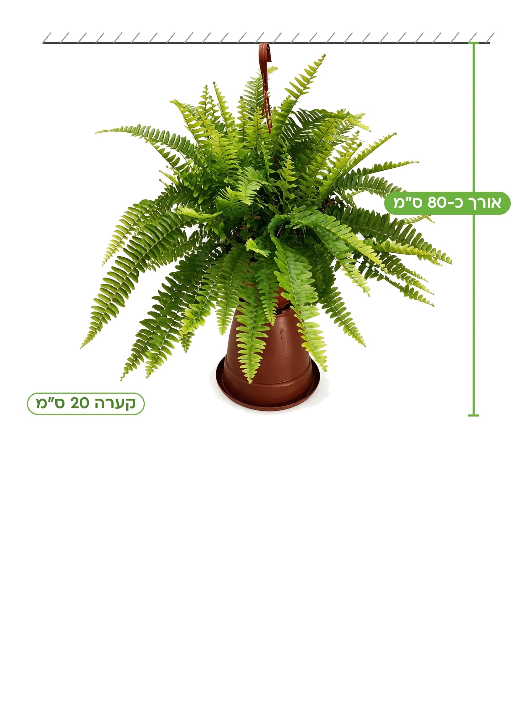 שרך בוסטון קע.20 למכירה - משתלת הדר נוי, אורך כ-80 ס"מ