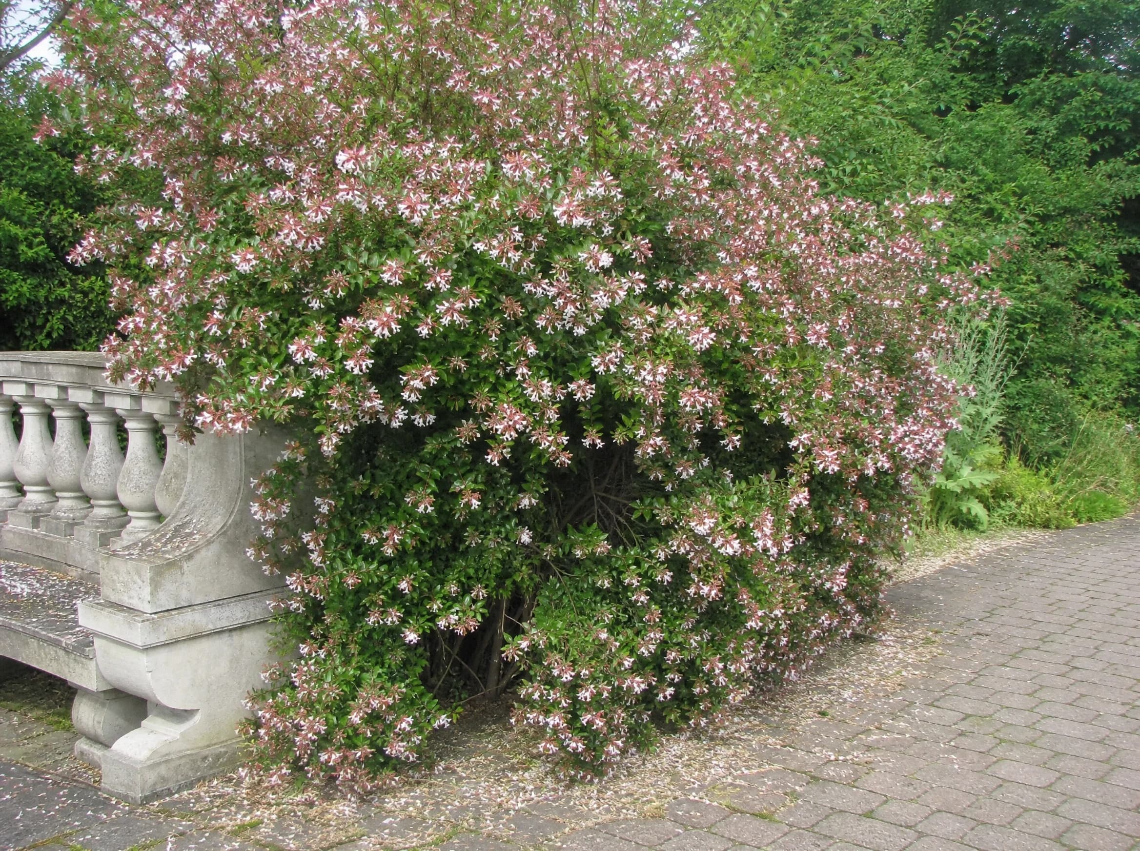 אבליה לבנה (abelia x grandiflora) — שיח אבליה פורח בלבן וורוד לצד שביל אבנים משתלבות ומעקה אבן בגן — צמח מבטא בגינה, משתלת הדר נוי