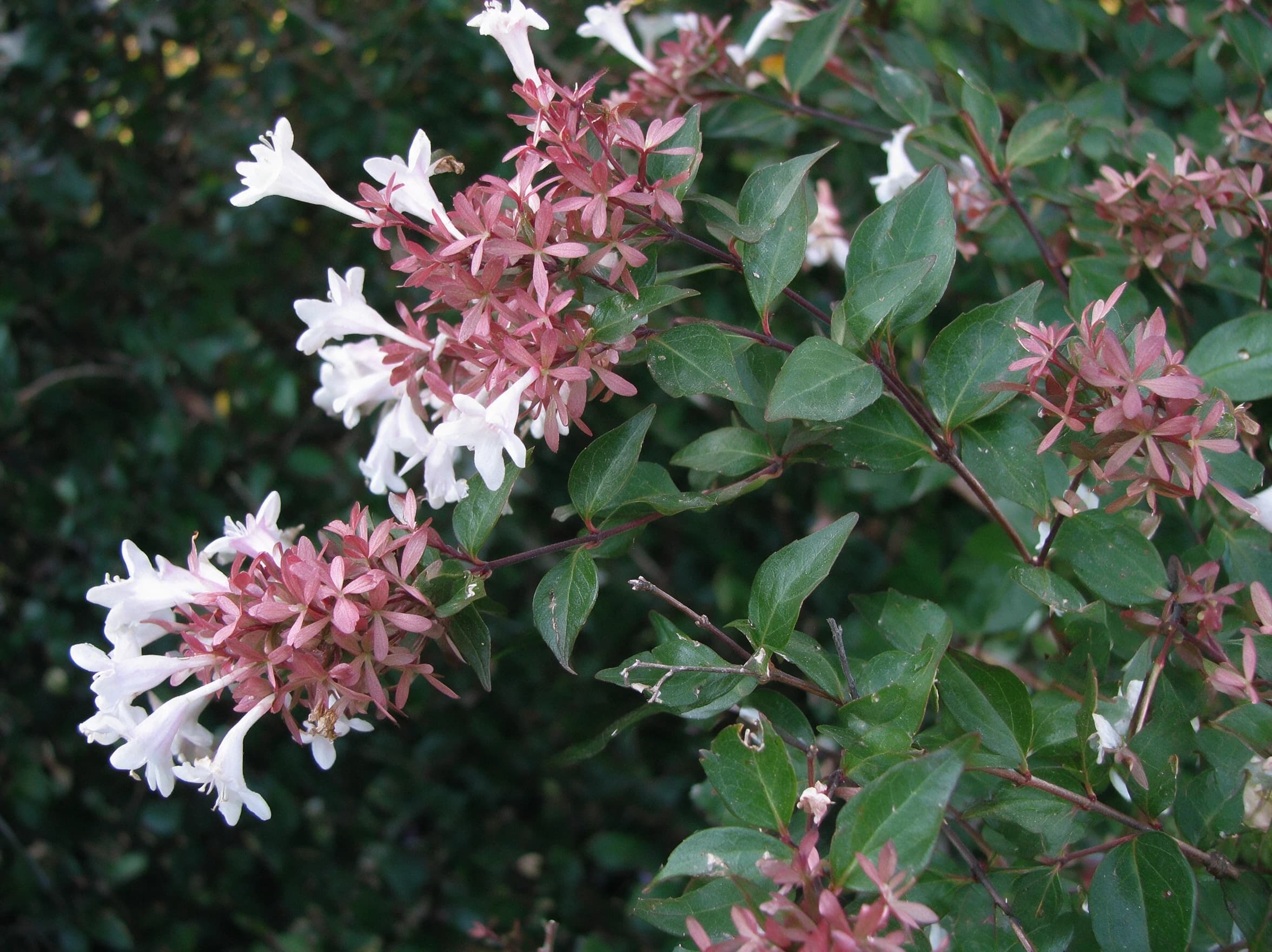 אבליה לבנה (abelia x grandiflora) — תקריב פריחה, משתלת הדר נוי