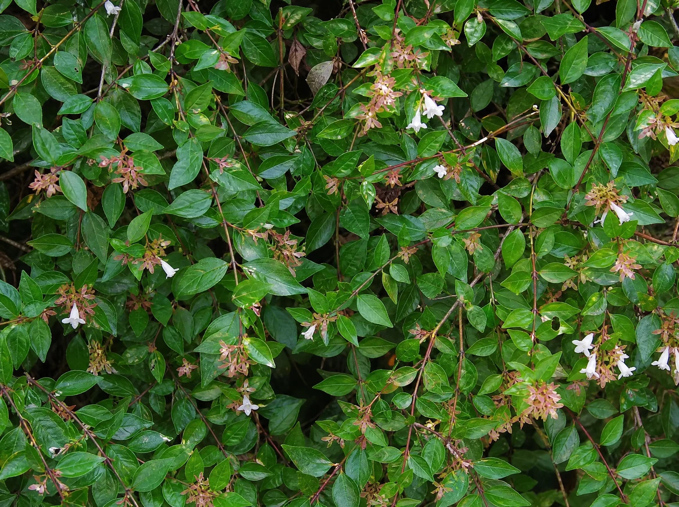 אבליה לבנה (abelia x grandiflora) — תקריב עלים, משתלת הדר נוי