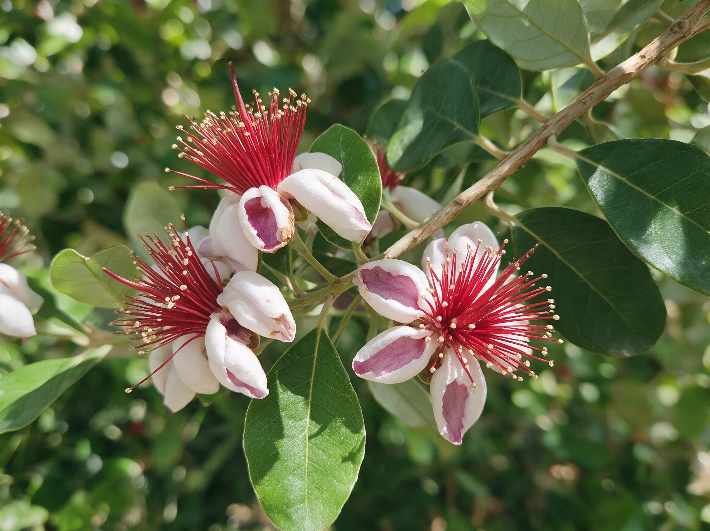 פג'ויה (acca sellowiana) — תקריב פריחה, משתלת הדר נוי