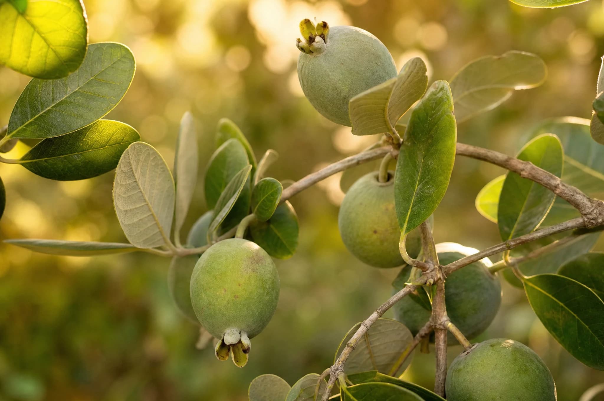 פג'ויה (acca sellowiana) — תקריב פרי, משתלת הדר נוי