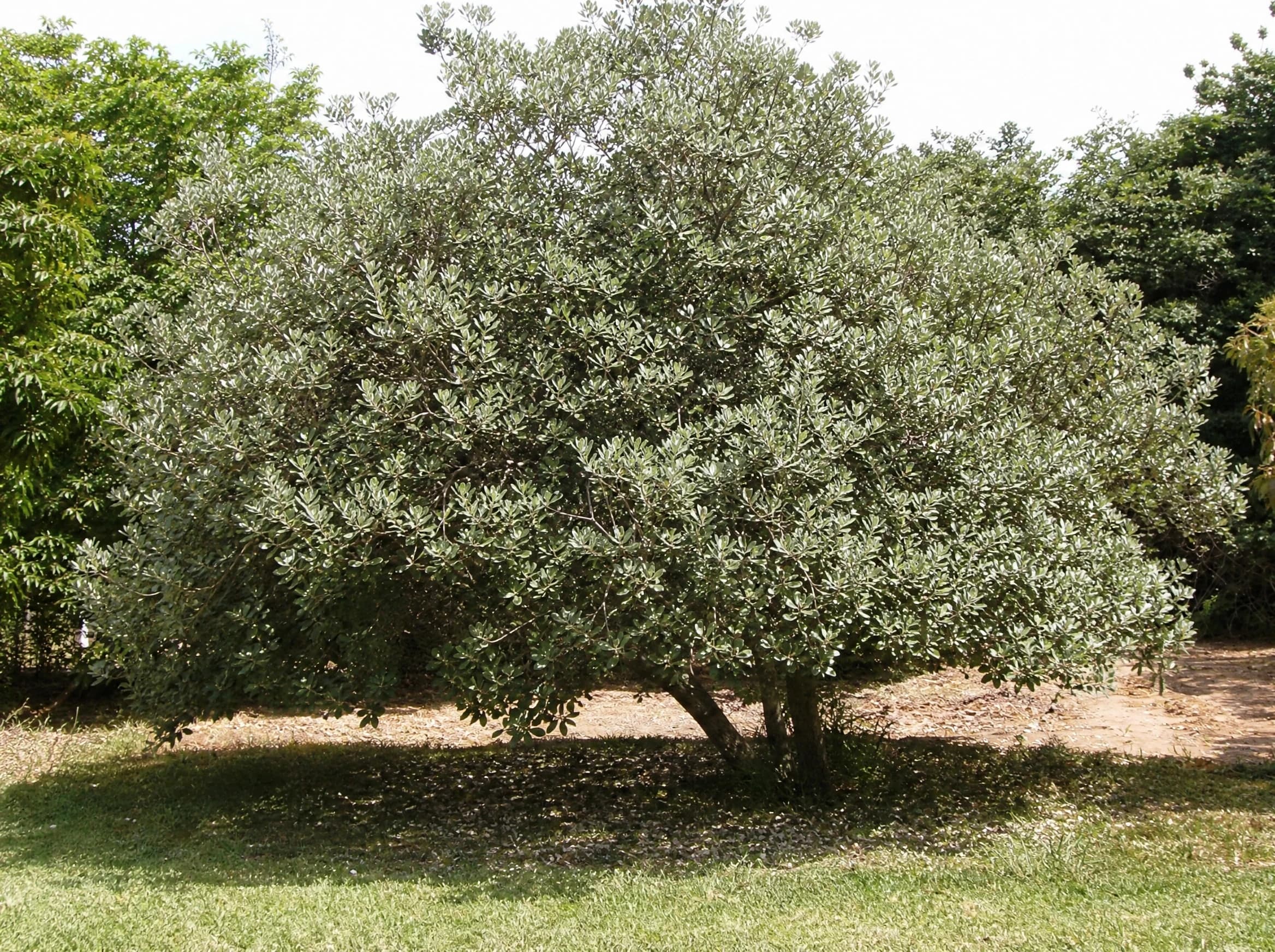 פג'ויה (acca sellowiana) — עץ פג'ויה בוגר עם צמרת רחבה מטיל צל על מדשאה מכוסחת — הצללה, משתלת הדר נוי