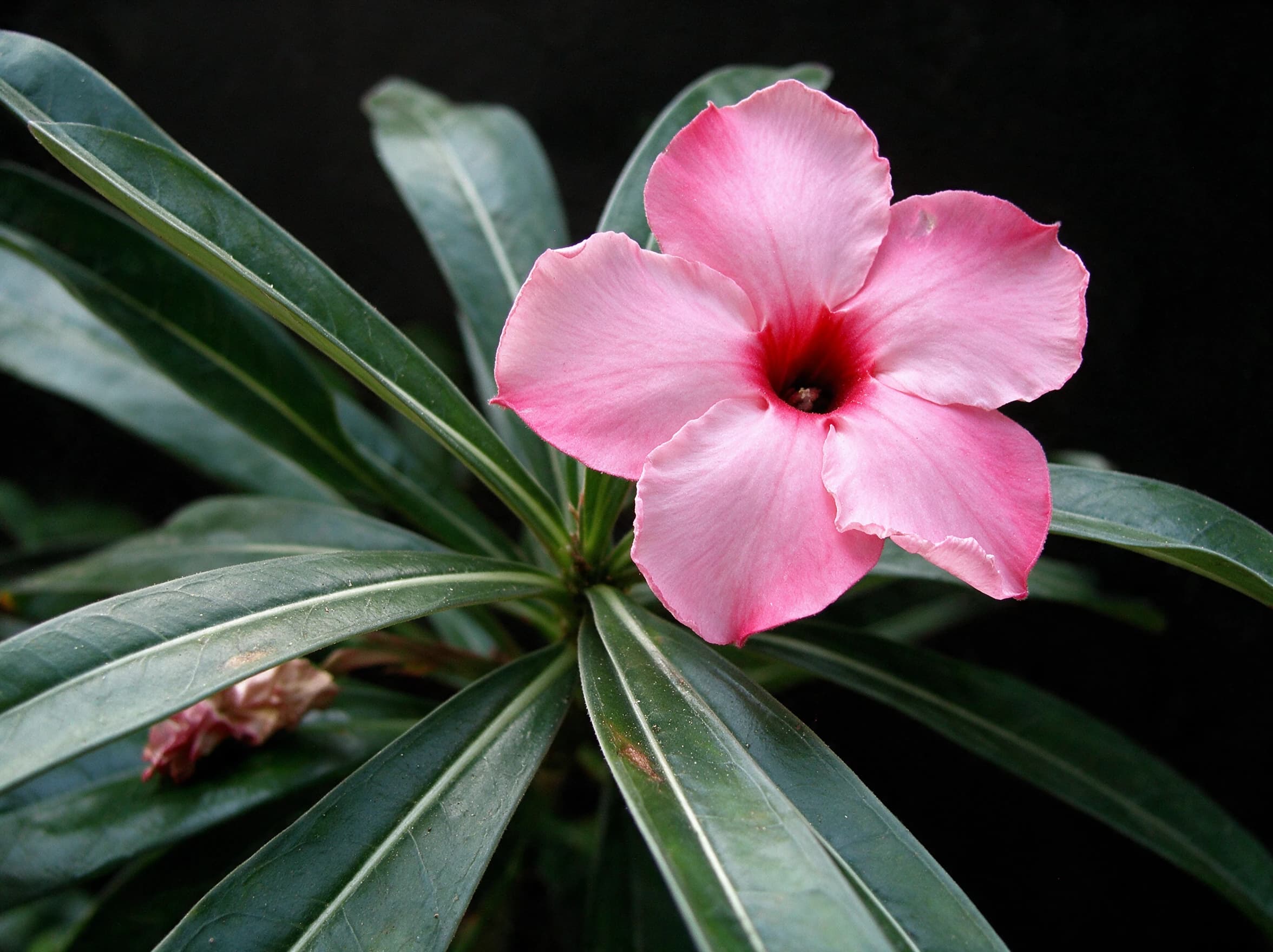 אדניום "סווזיקום" (לאספנים) (adenium swazicum) — תקריב פריחה, משתלת הדר נוי