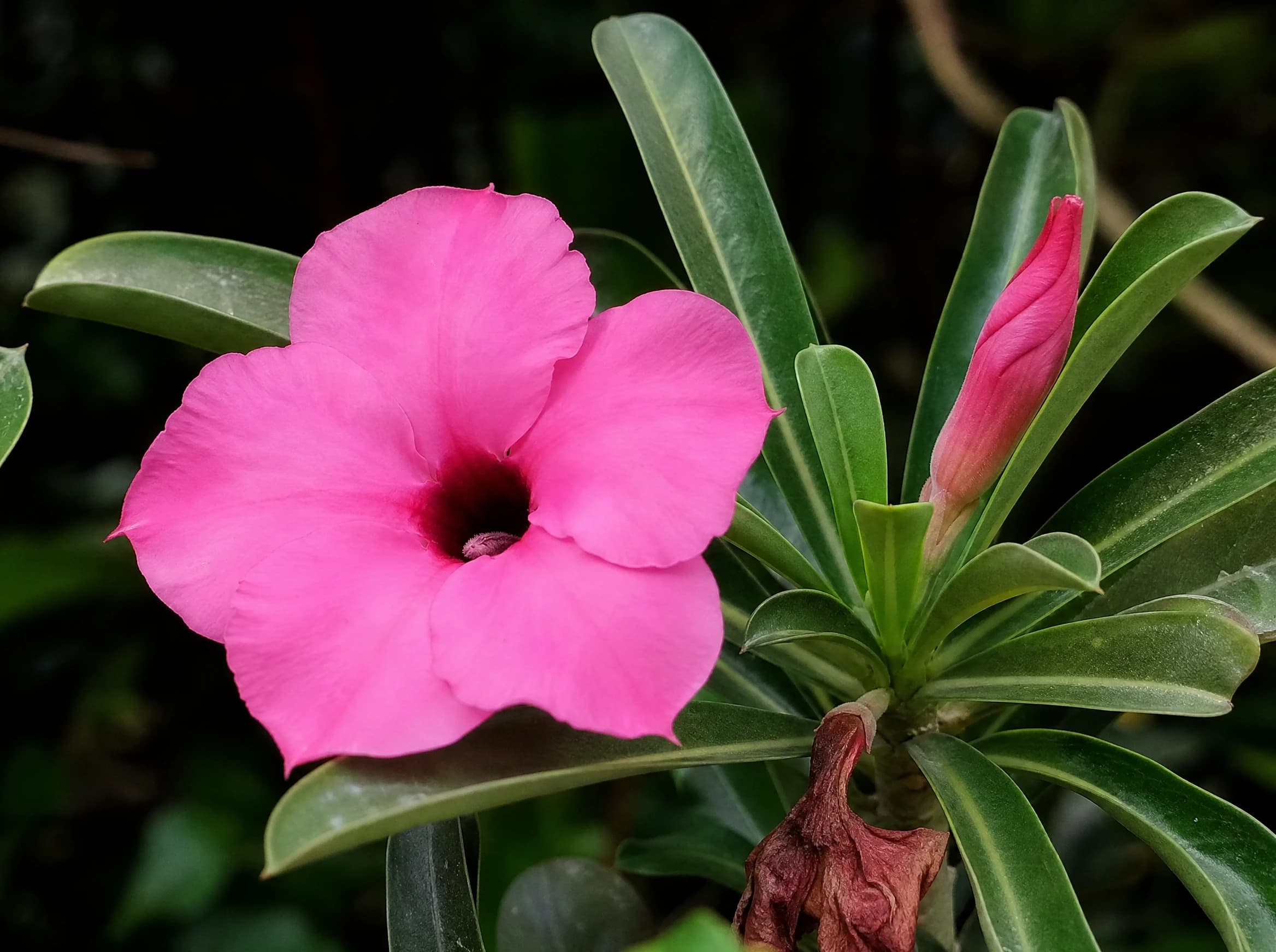 אדניום "סווזיקום" (לאספנים) (adenium swazicum) — תקריב פריחה, משתלת הדר נוי