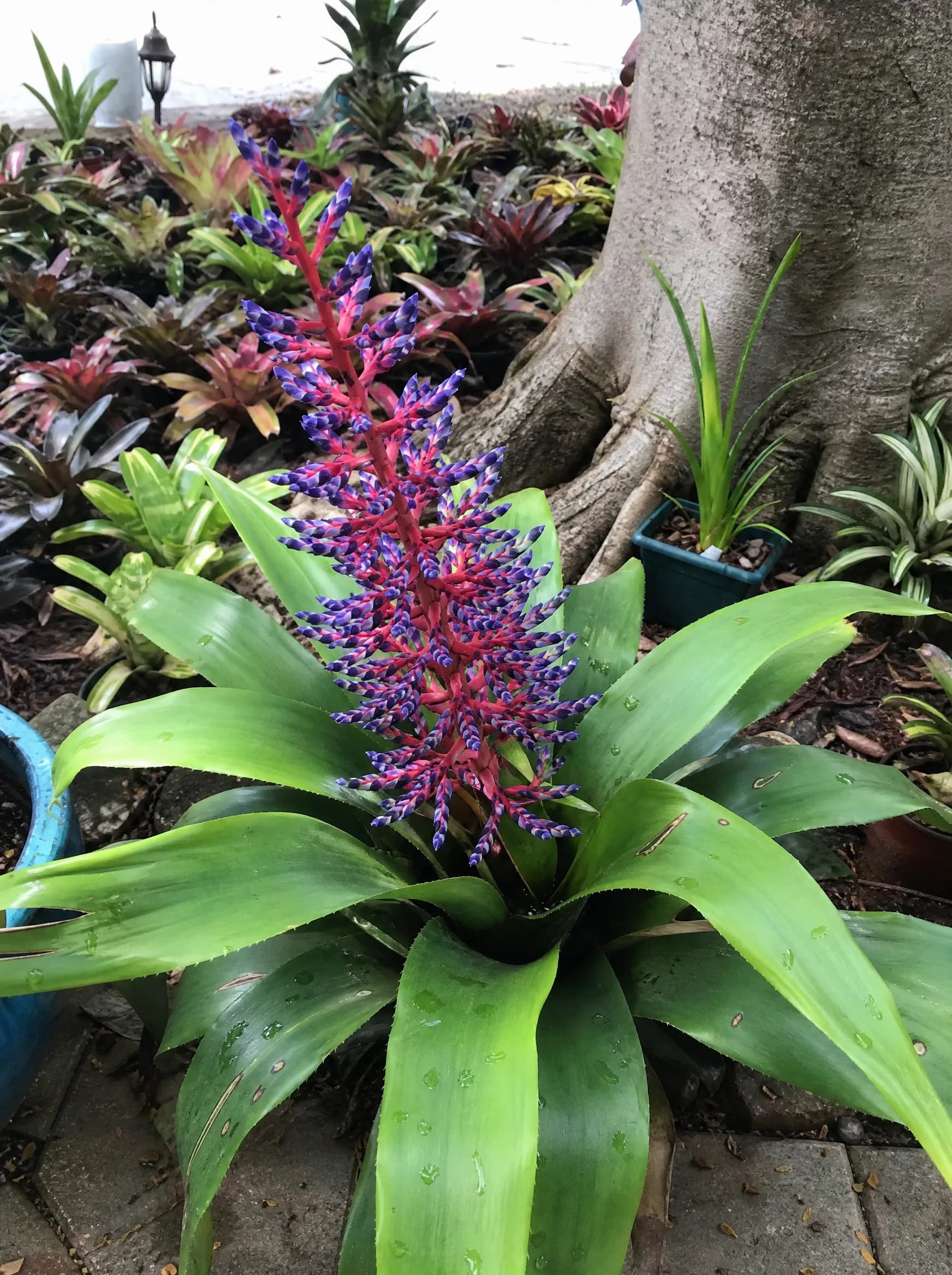 אכימאה "בלו ריין" (aechmea blue rain) — אכימאה פורחת בתפרחת אדומה-סגולה בערוגת ברומליאות למרגלות גזע עץ — צמח מבטא בגינה, משתלת הדר נוי