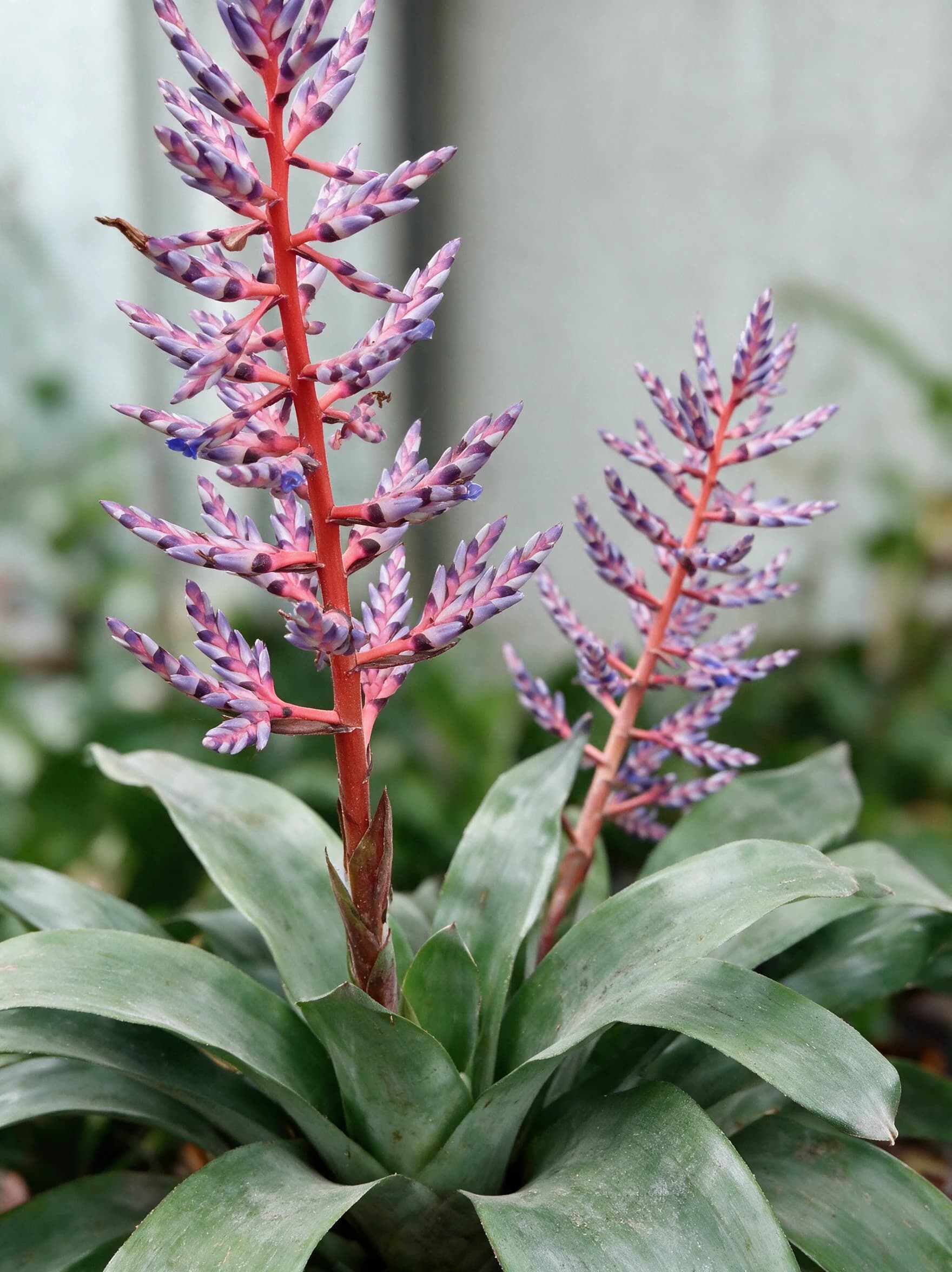 אכימאה "בלו ריין" (aechmea blue rain) — תקריב פריחה, משתלת הדר נוי
