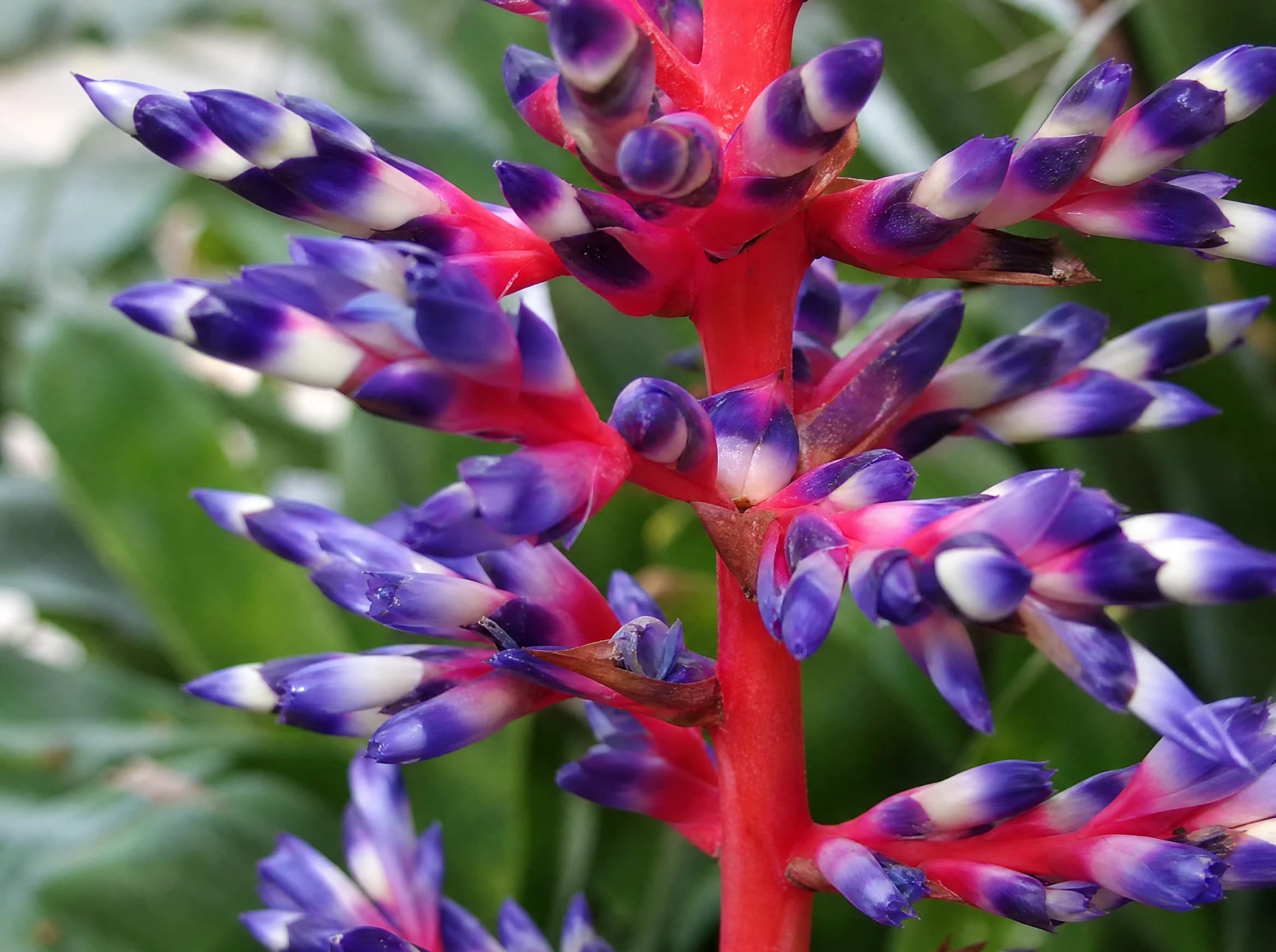 אכימאה "בלו ריין" (aechmea blue rain) — תקריב פריחה, משתלת הדר נוי