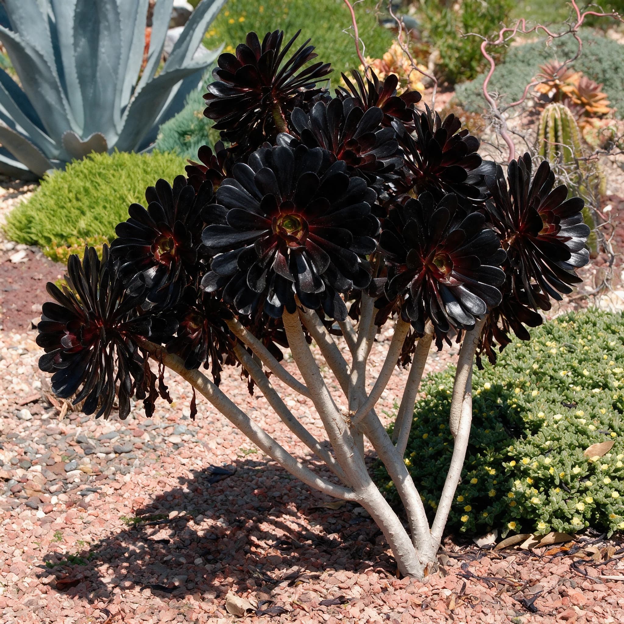 גת "חבשי אדום" (aeonium arboreum zwartkop) — גת 'חבשי אדום׳ מעוצב כעץ קטן בגינת סוקולנטים על חיפוי קליפות וחצץ — צמח מבטא בגינה, משתלת הדר נוי
