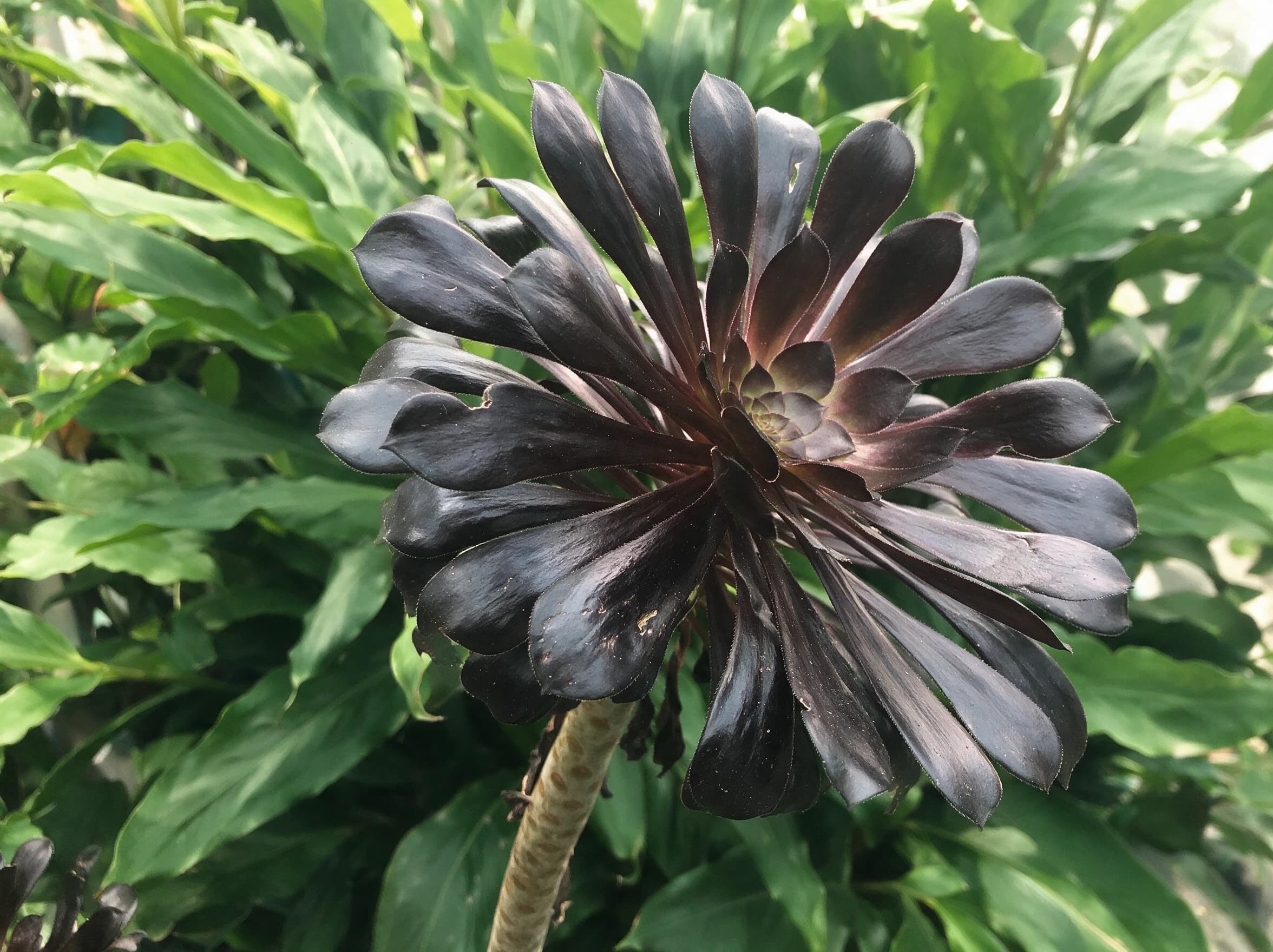 גת "חבשי אדום" (aeonium arboreum zwartkop) — תקריב עלים, משתלת הדר נוי