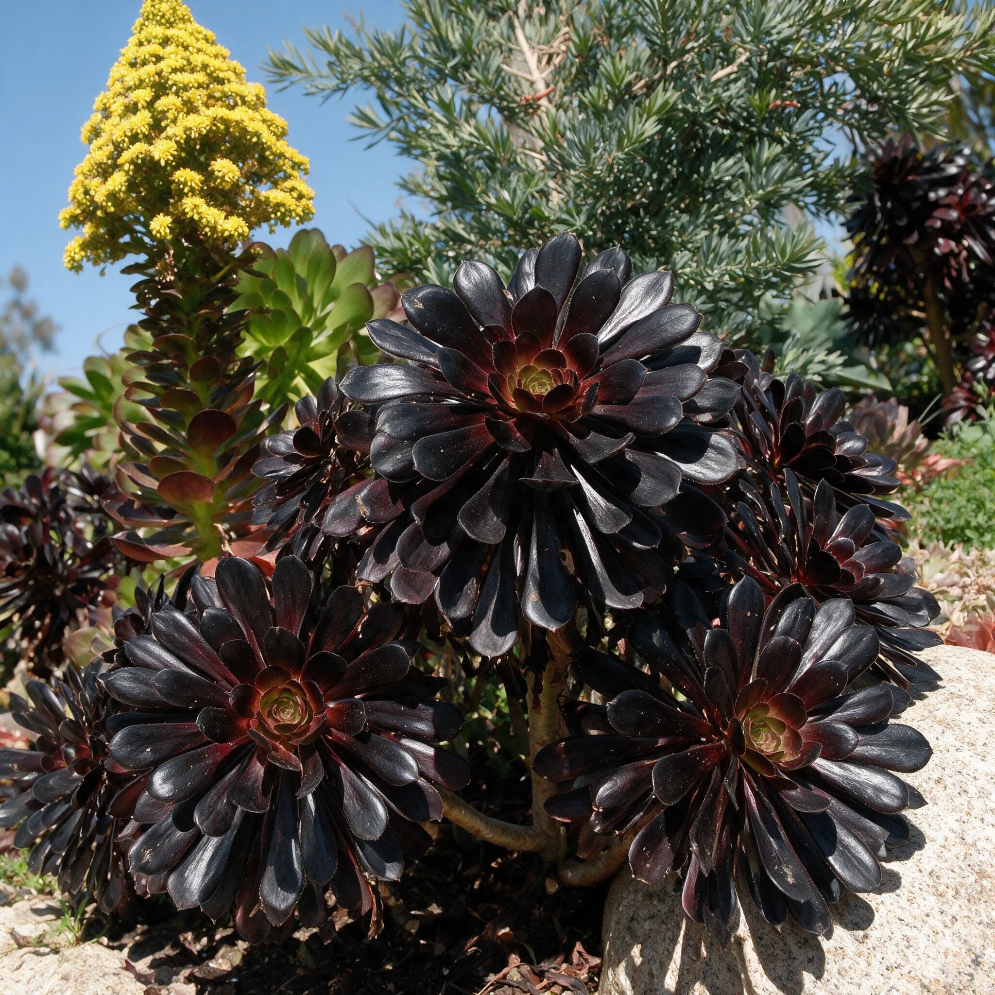 גת "חבשי אדום" (aeonium arboreum zwartkop) — מקבץ גת 'חבשי אדום׳ כהה בערוגת סוקולנטים שטופת שמש ליד סלע גרניט — שתילה במסה, משתלת הדר נוי
