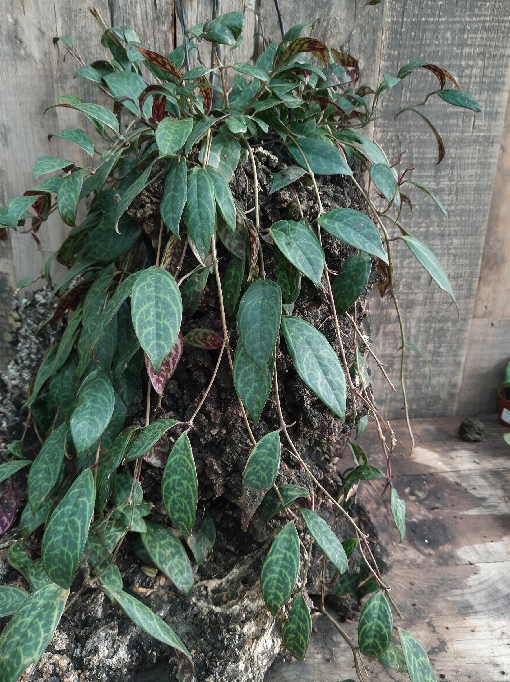 אשיננטוס מנומר (aeschynanthus longicaulis) — תקריב עלים, משתלת הדר נוי