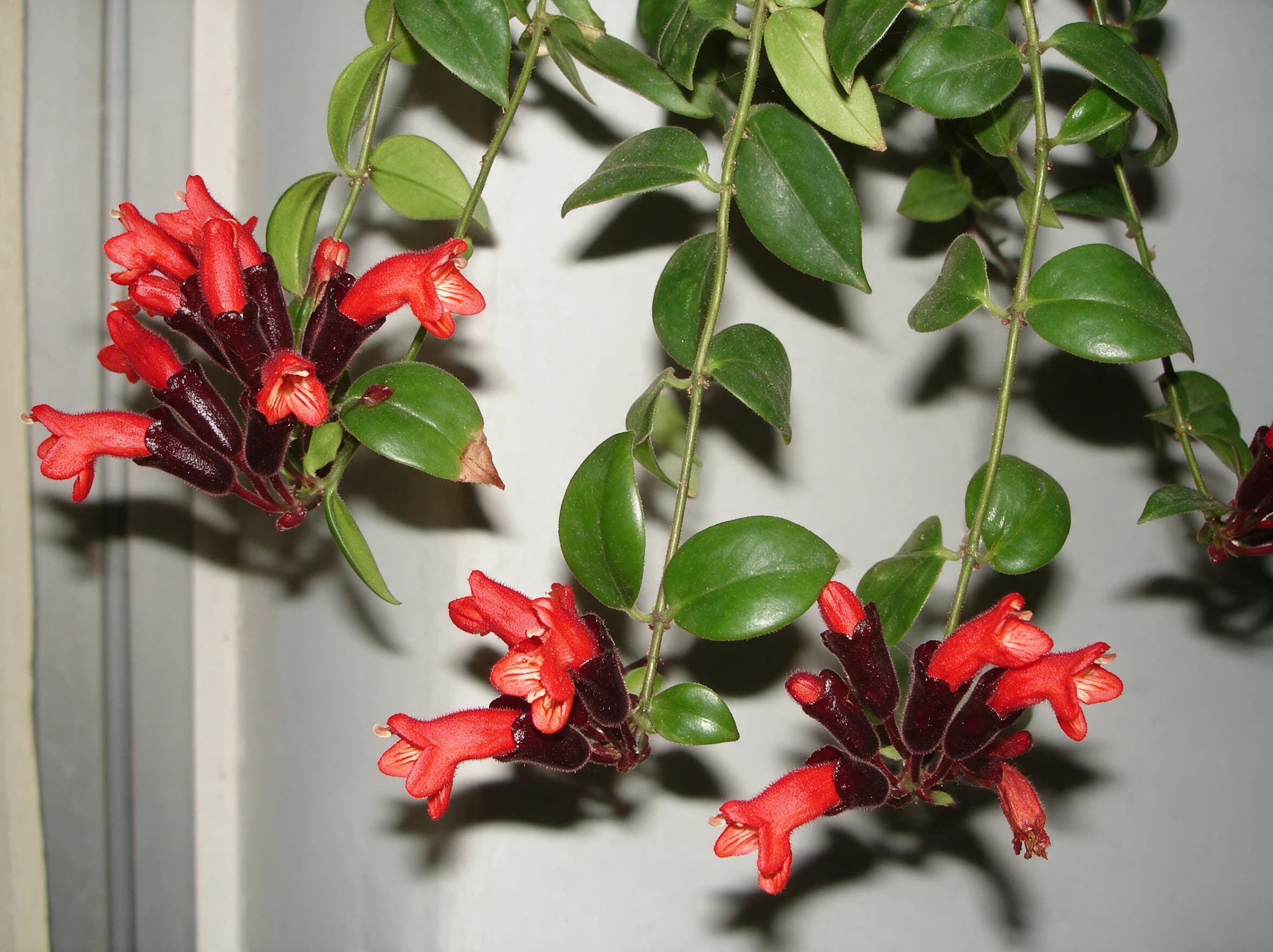 אשיננטוס מונה ליזה (aeschynanthus mona lisa) — תקריב פריחה, משתלת הדר נוי