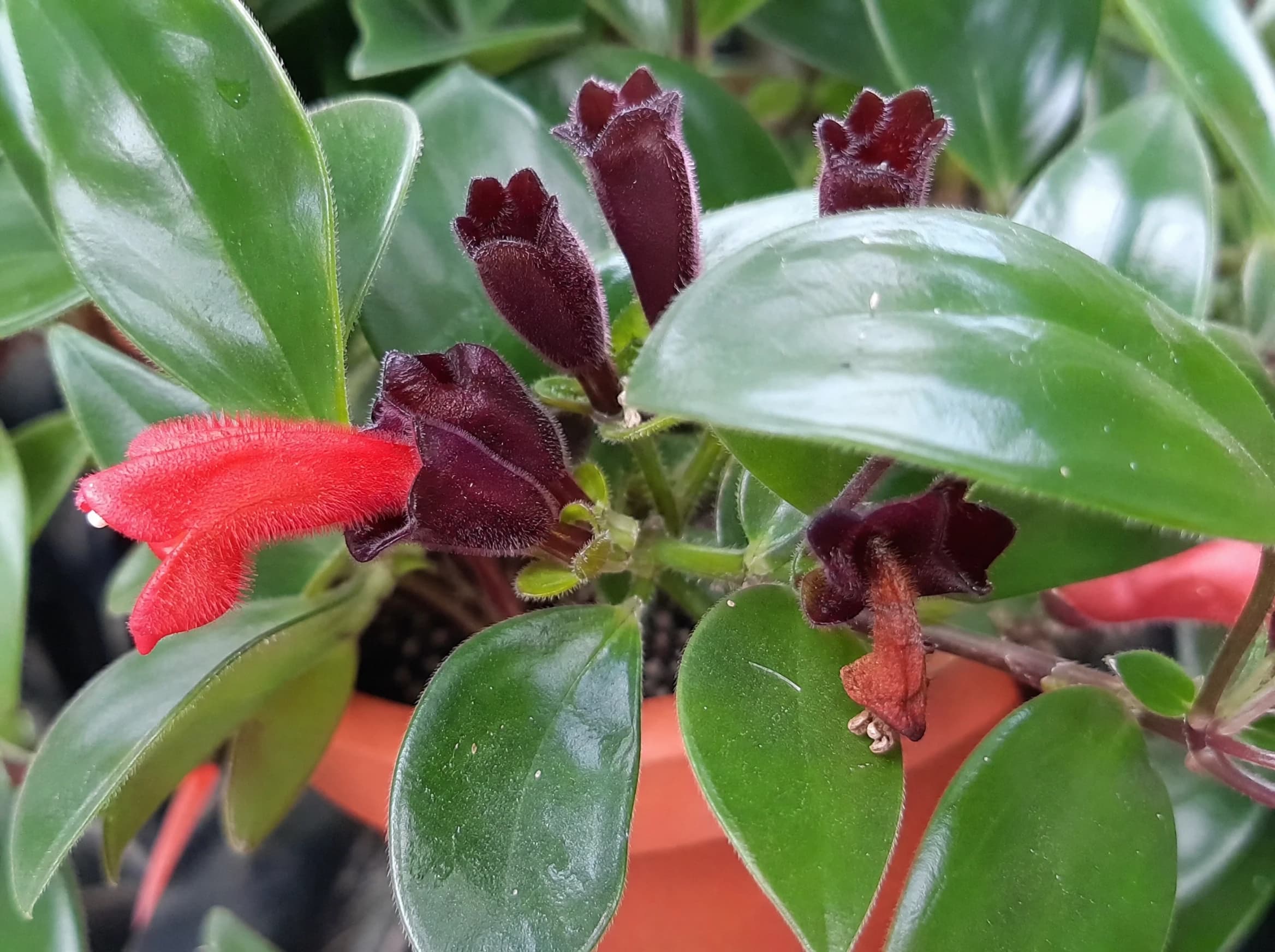 אשיננטוס מונה ליזה (aeschynanthus mona lisa) — תקריב פריחה, משתלת הדר נוי