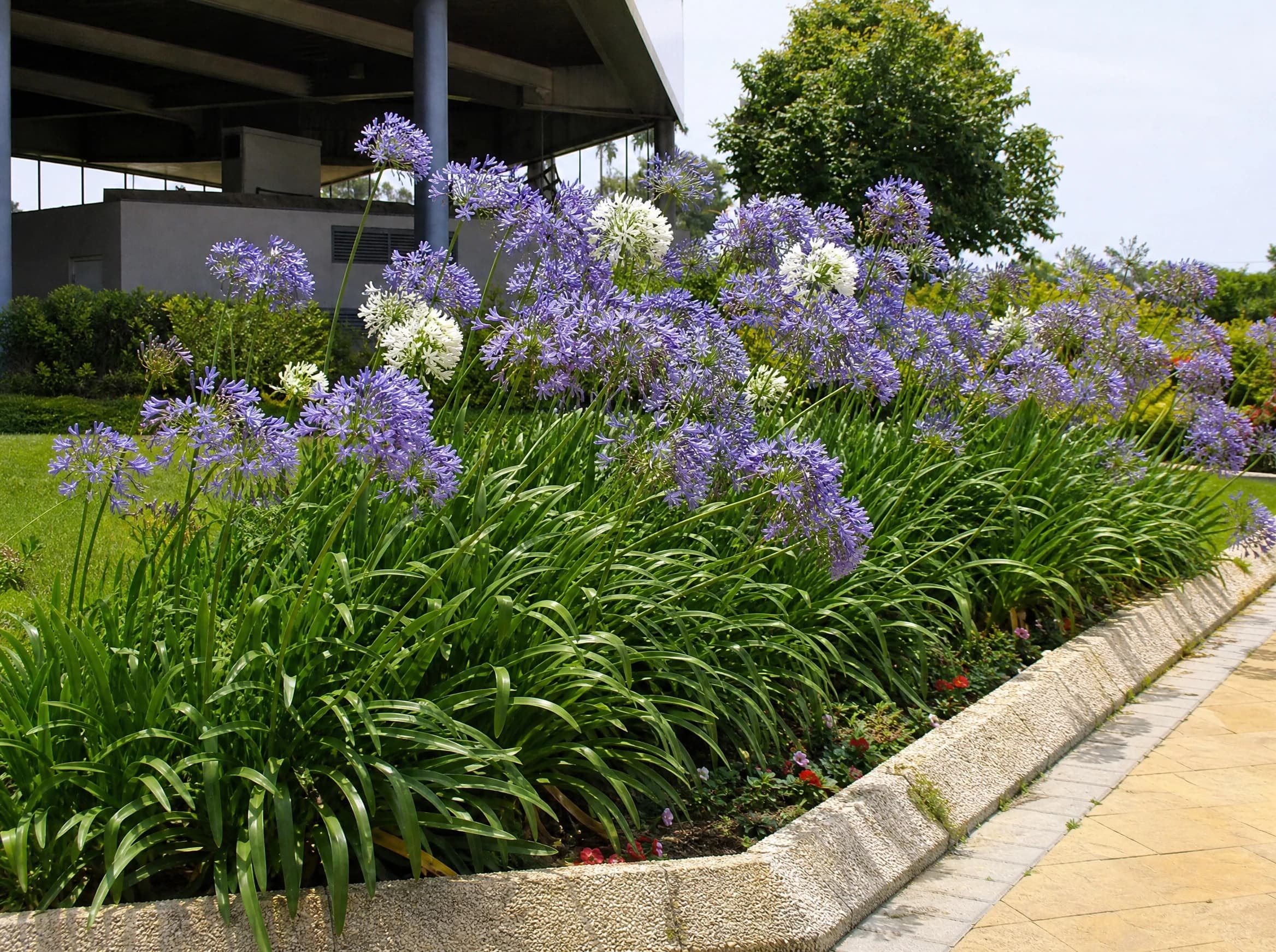 אגפנטוס (agapanthus praecox) — ערוגת אגפנטוס כחול ולבן לאורך אבן שפה בכניסה למבנה — גבול ערוגה ושוליים, משתלת הדר נוי