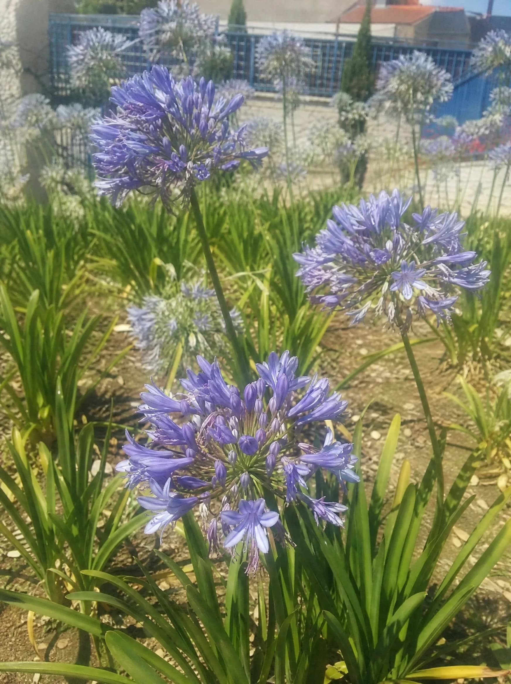 אגפנטוס (agapanthus praecox) — תקריב פריחה, משתלת הדר נוי