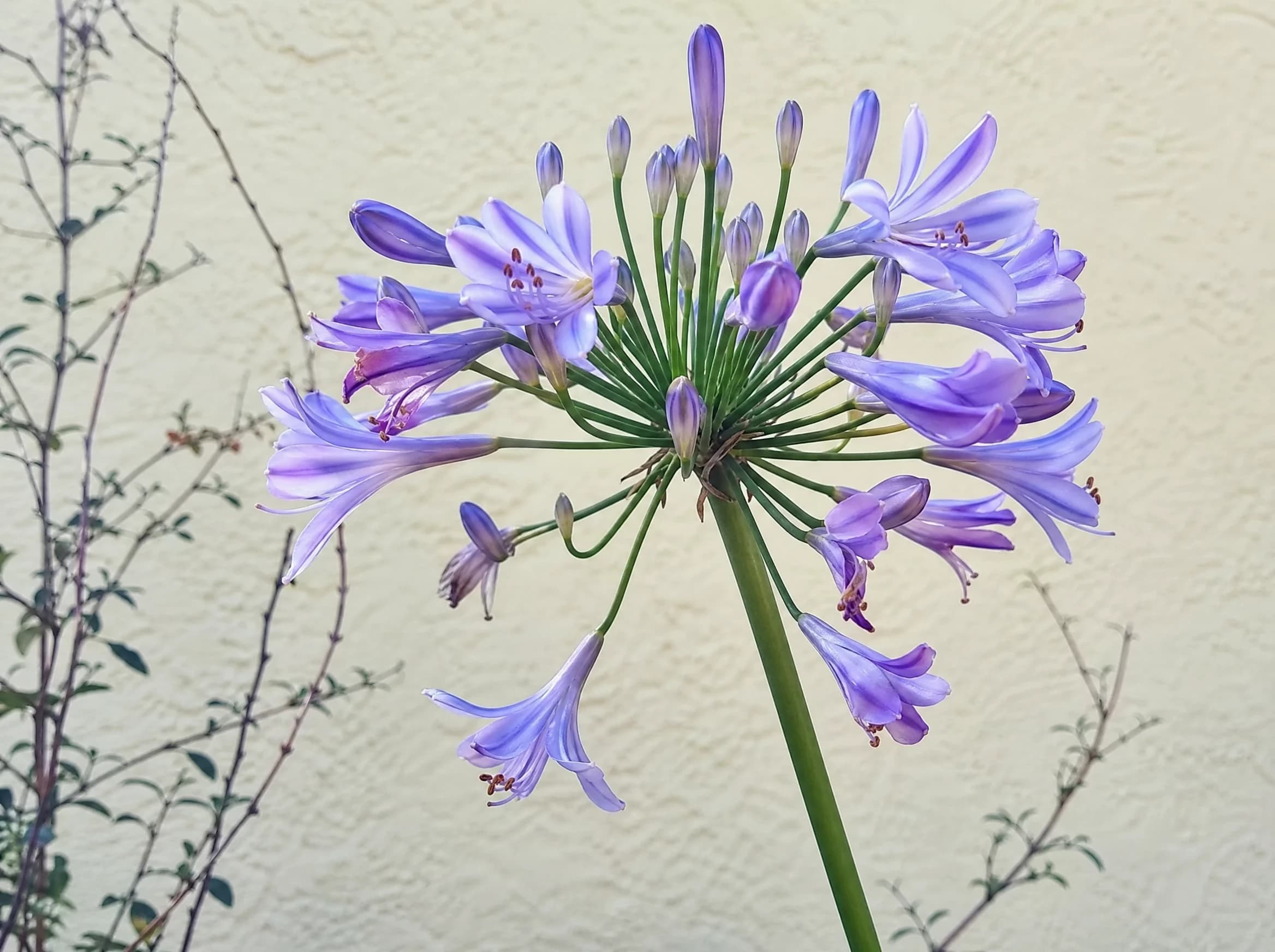 אגפנטוס (agapanthus praecox) — תקריב פריחה, משתלת הדר נוי